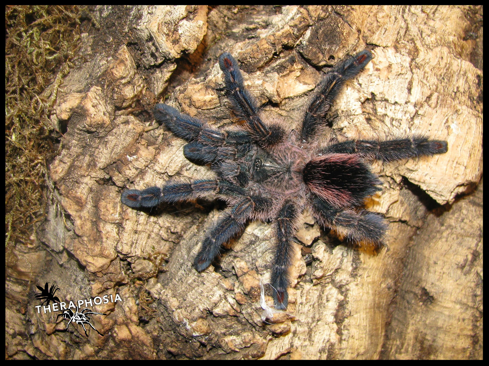 0.1 Ybyrapora diversipes