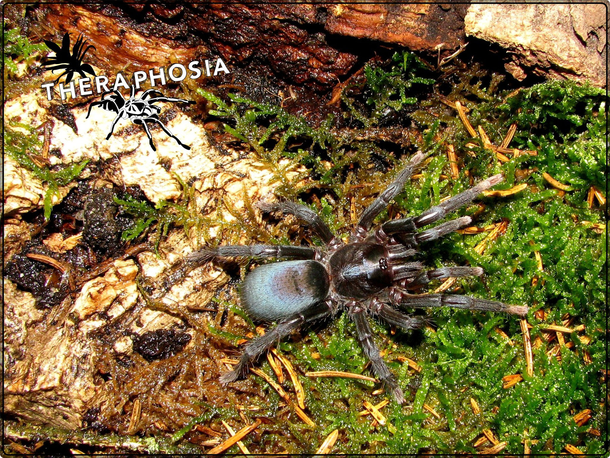 0.1 Sahydroaraneus raja