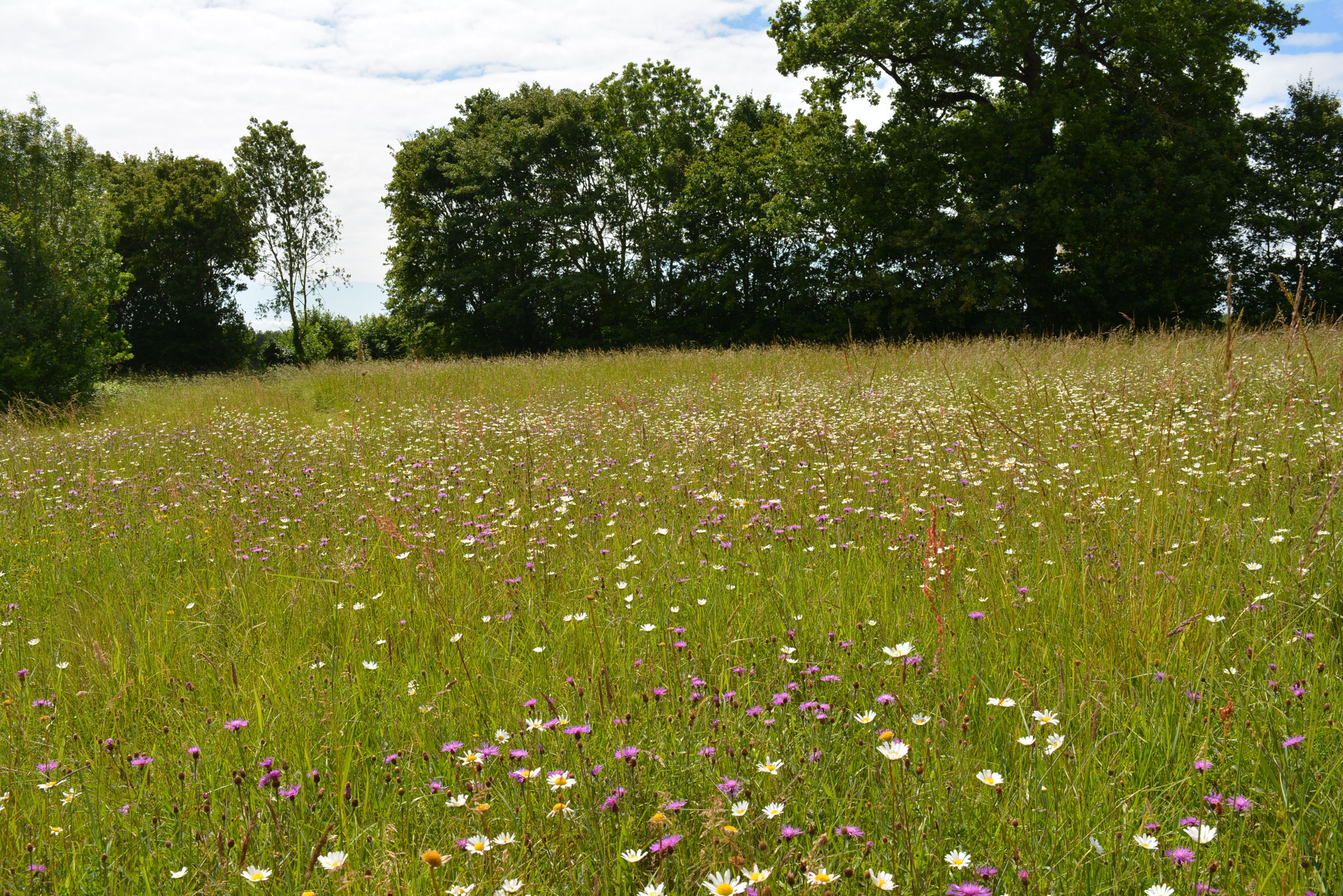 Prairie sauvage non plantée