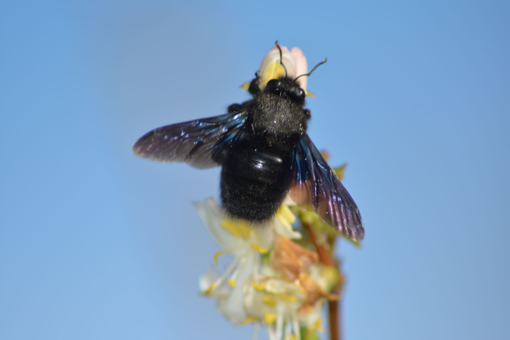L'abeille charpentière