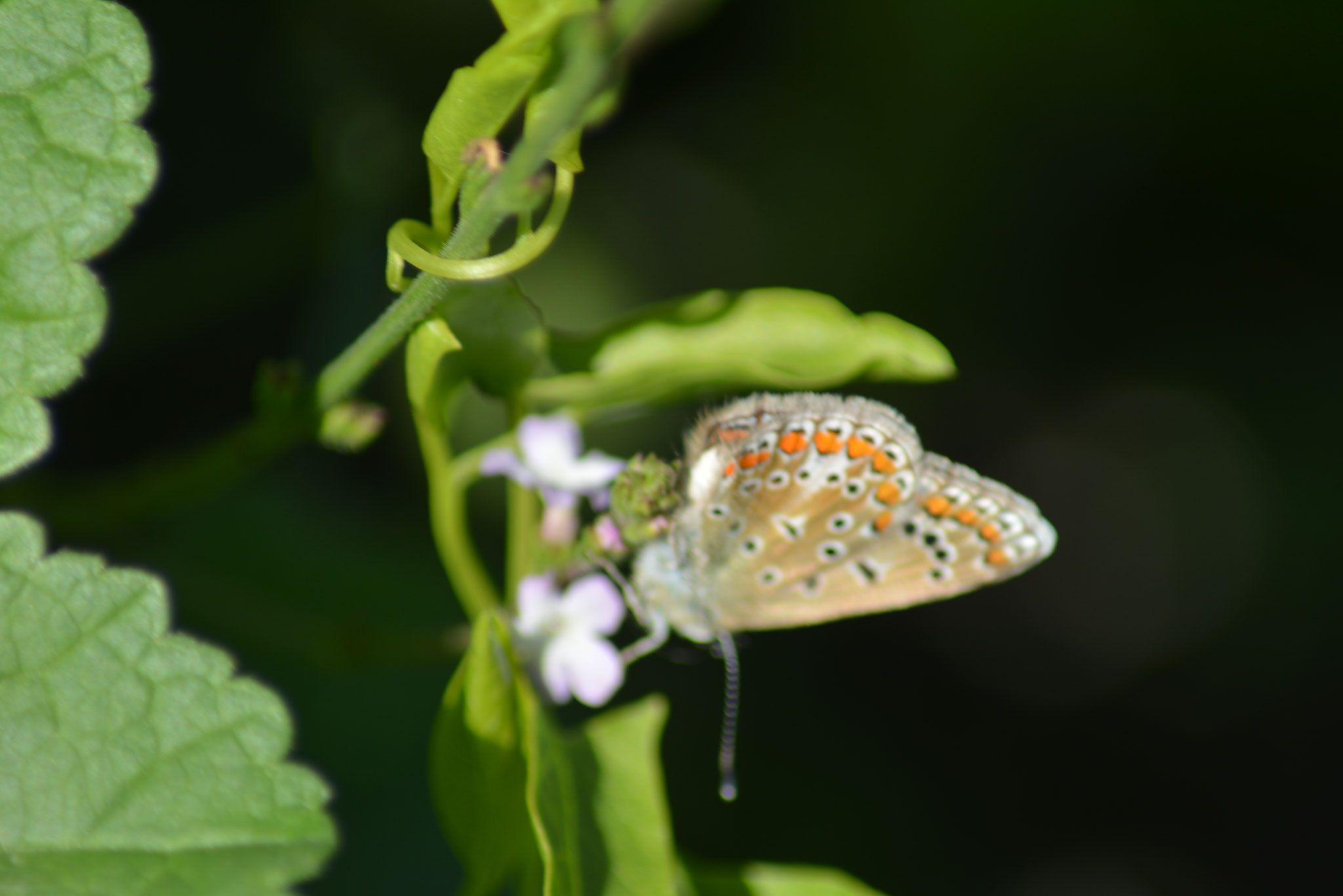 Papillon