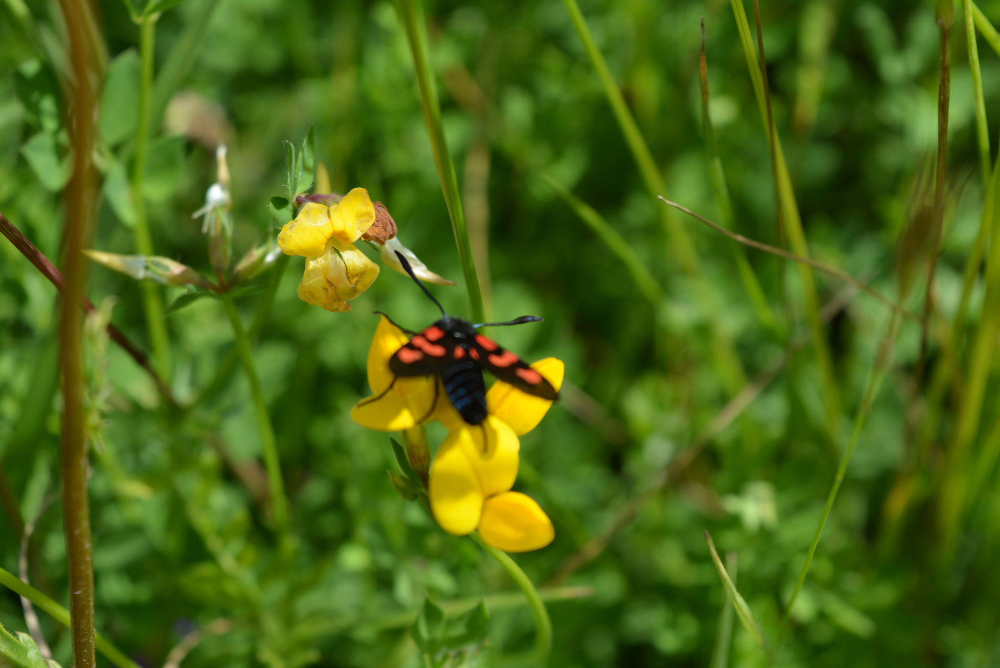 1 fleur 1 insecte