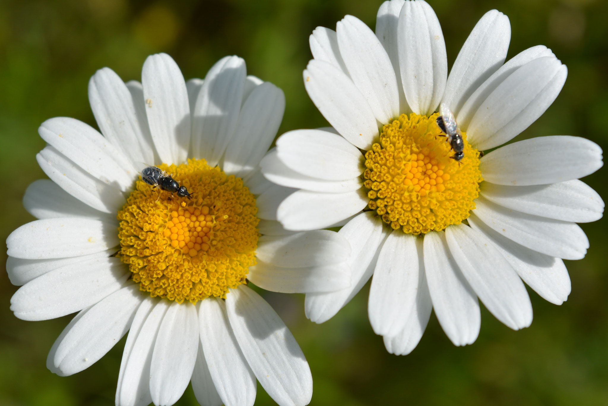 En couple chacun sa fleur