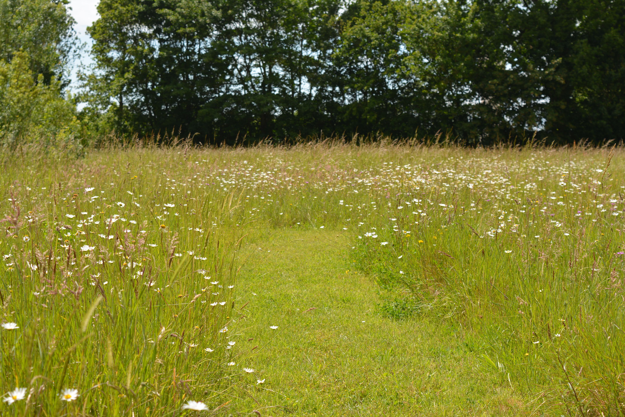 Chemin dans la prairie