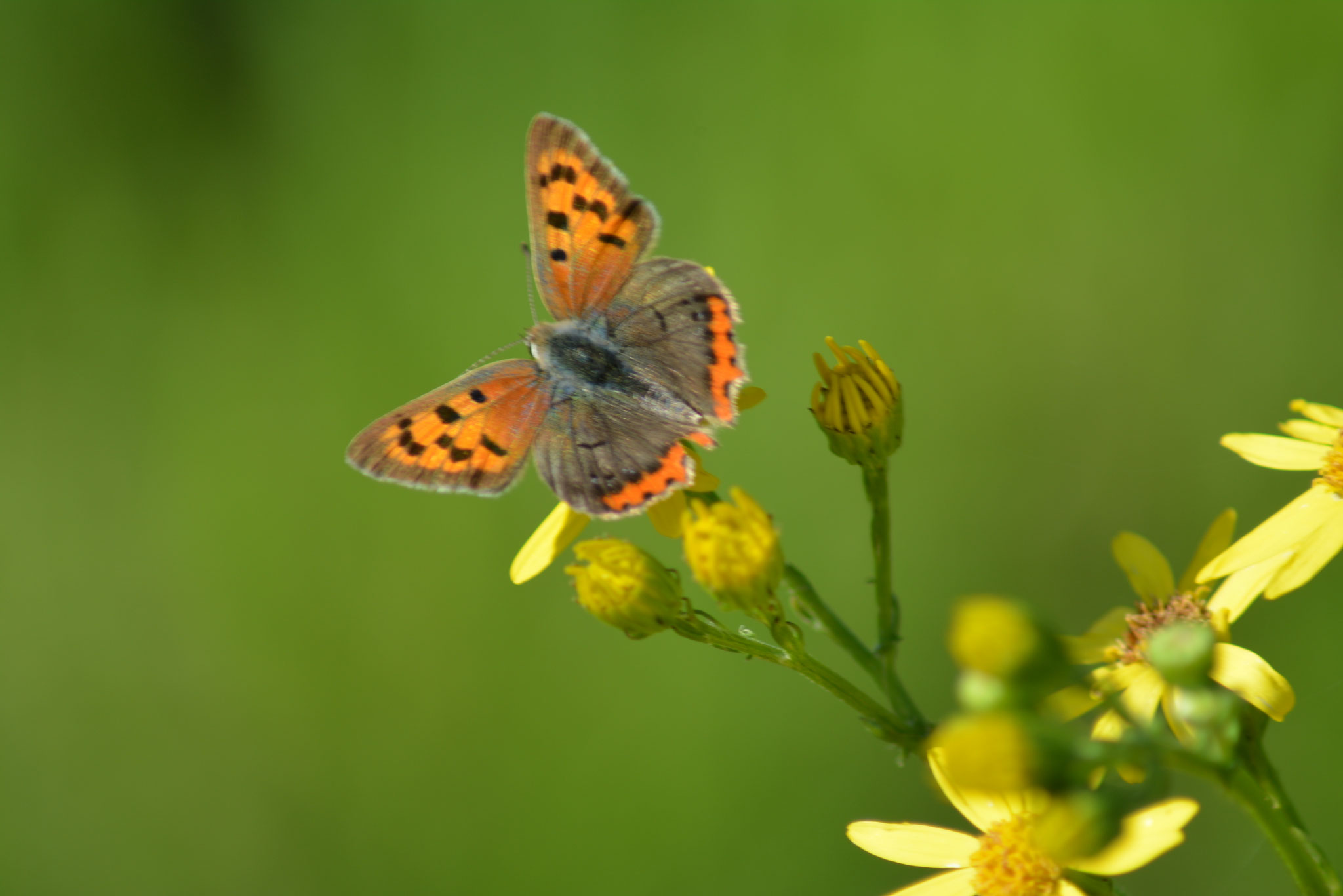 Papillon