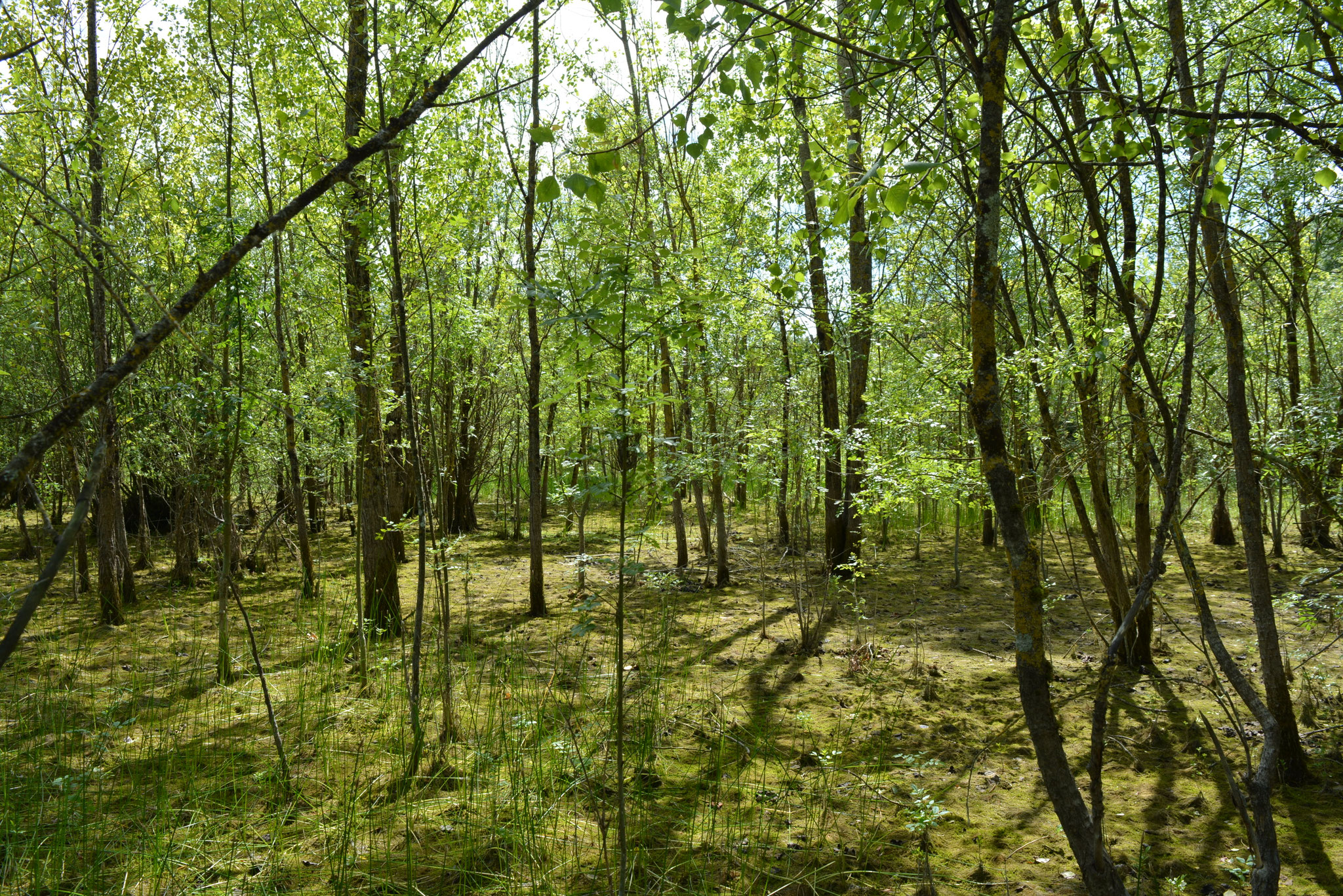 2 hectares pour déambuler 