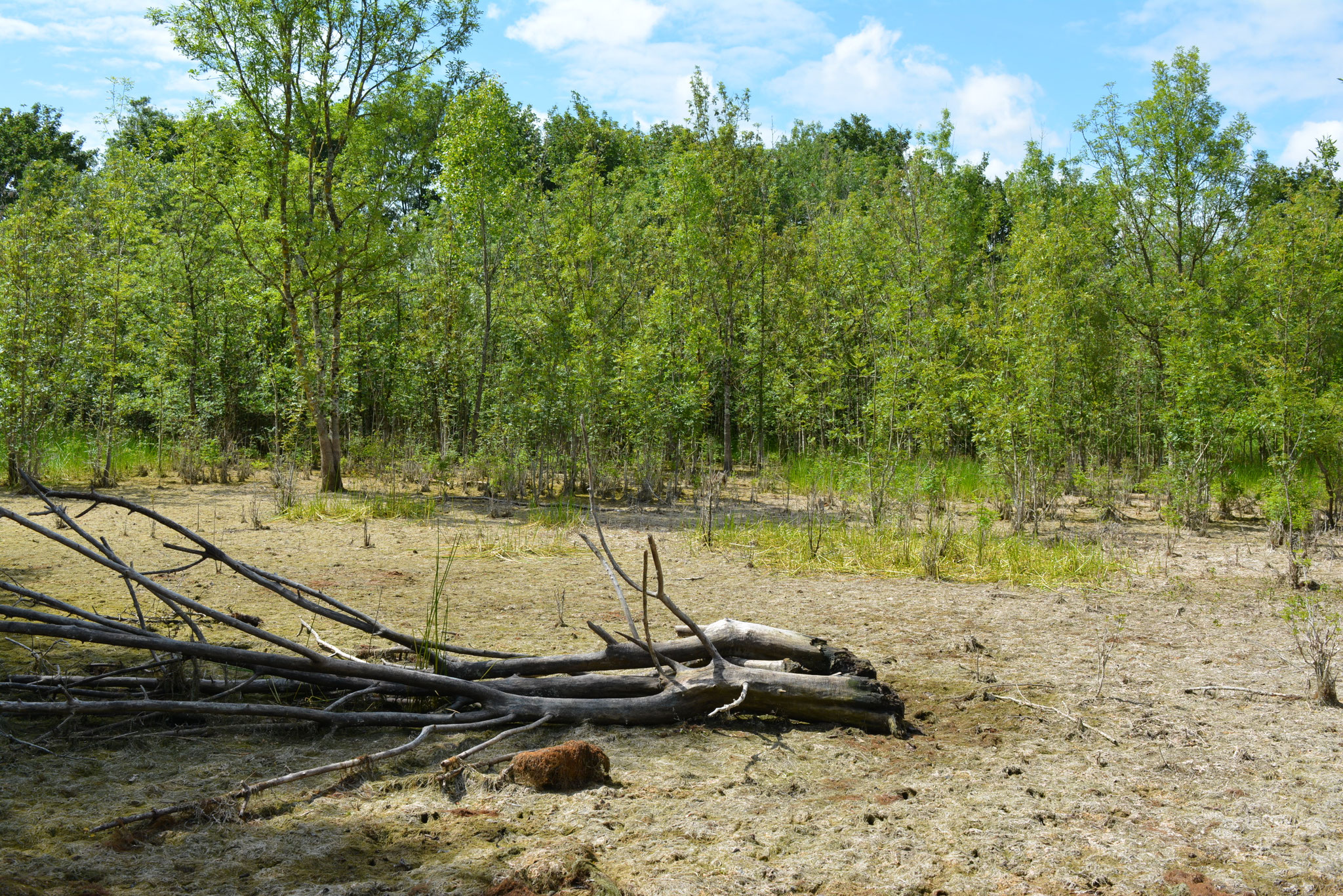 A la fois désert et forêt