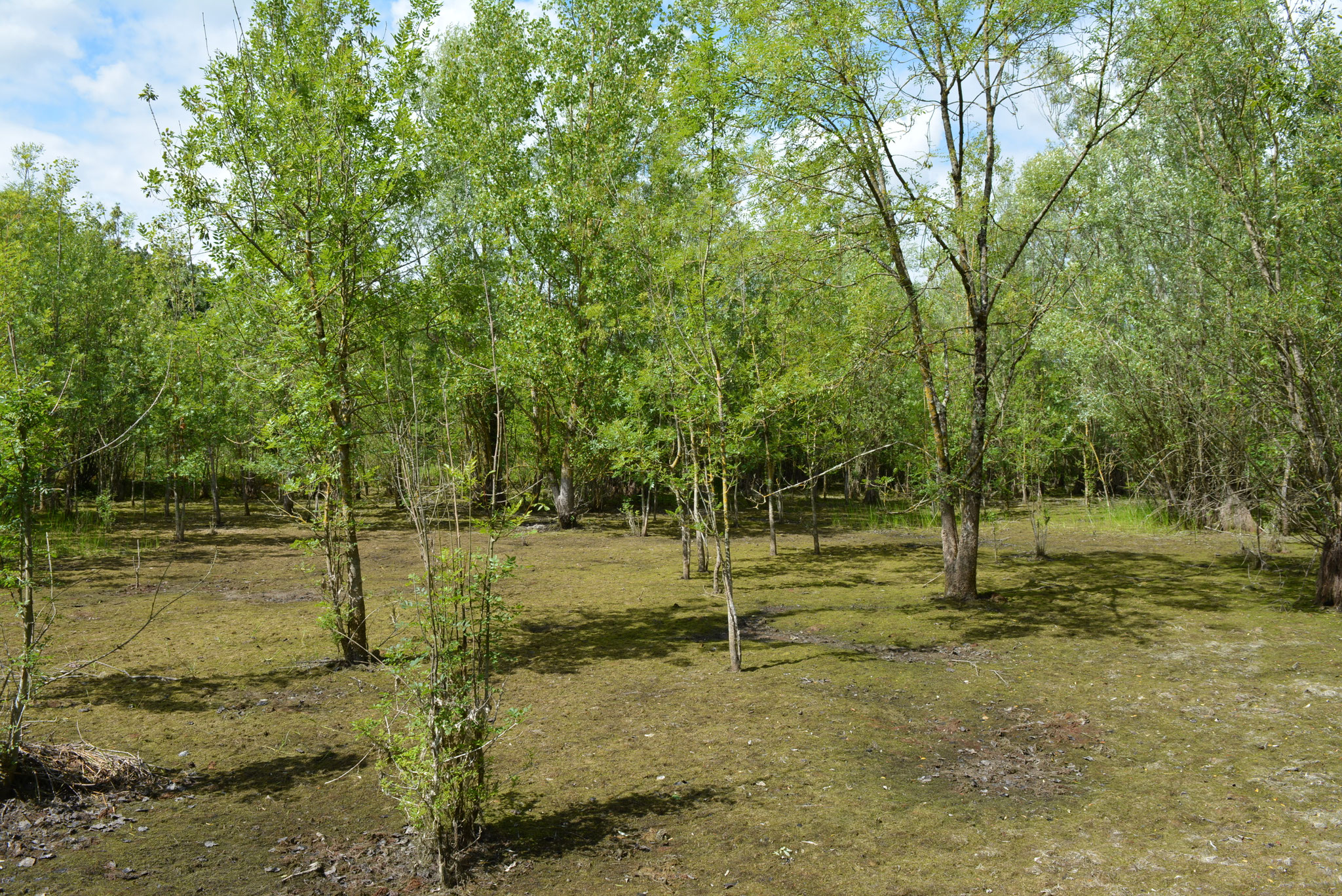 L'ancien étang