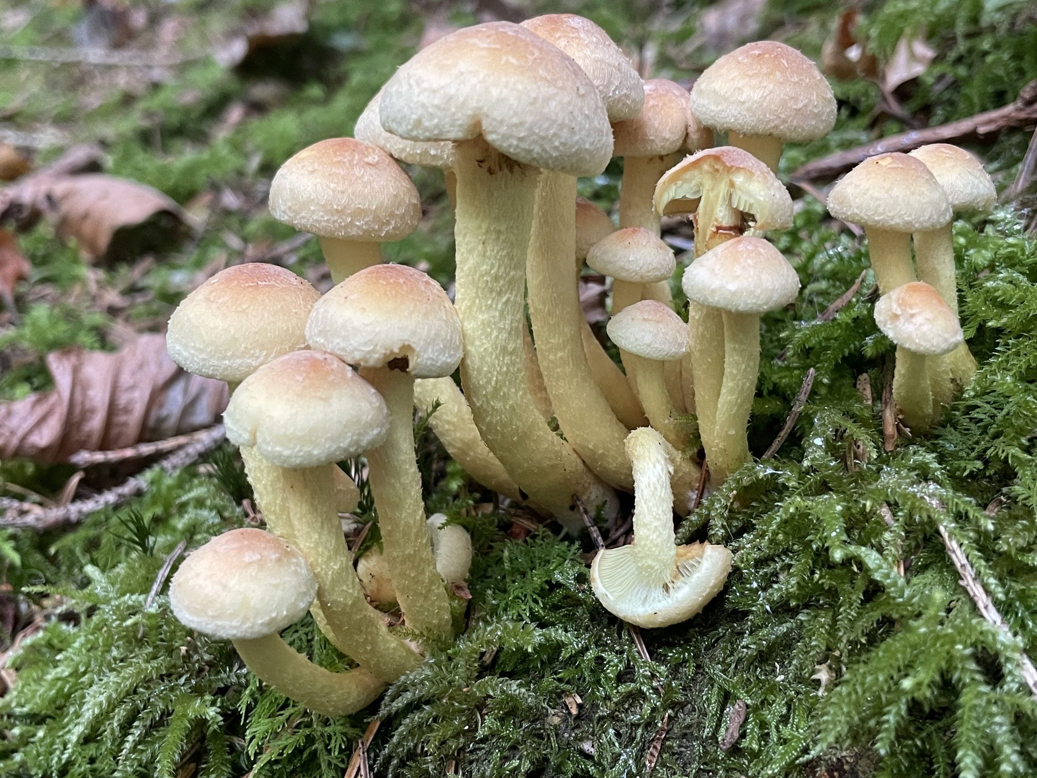 Grünblättriger Schwefelkopf
