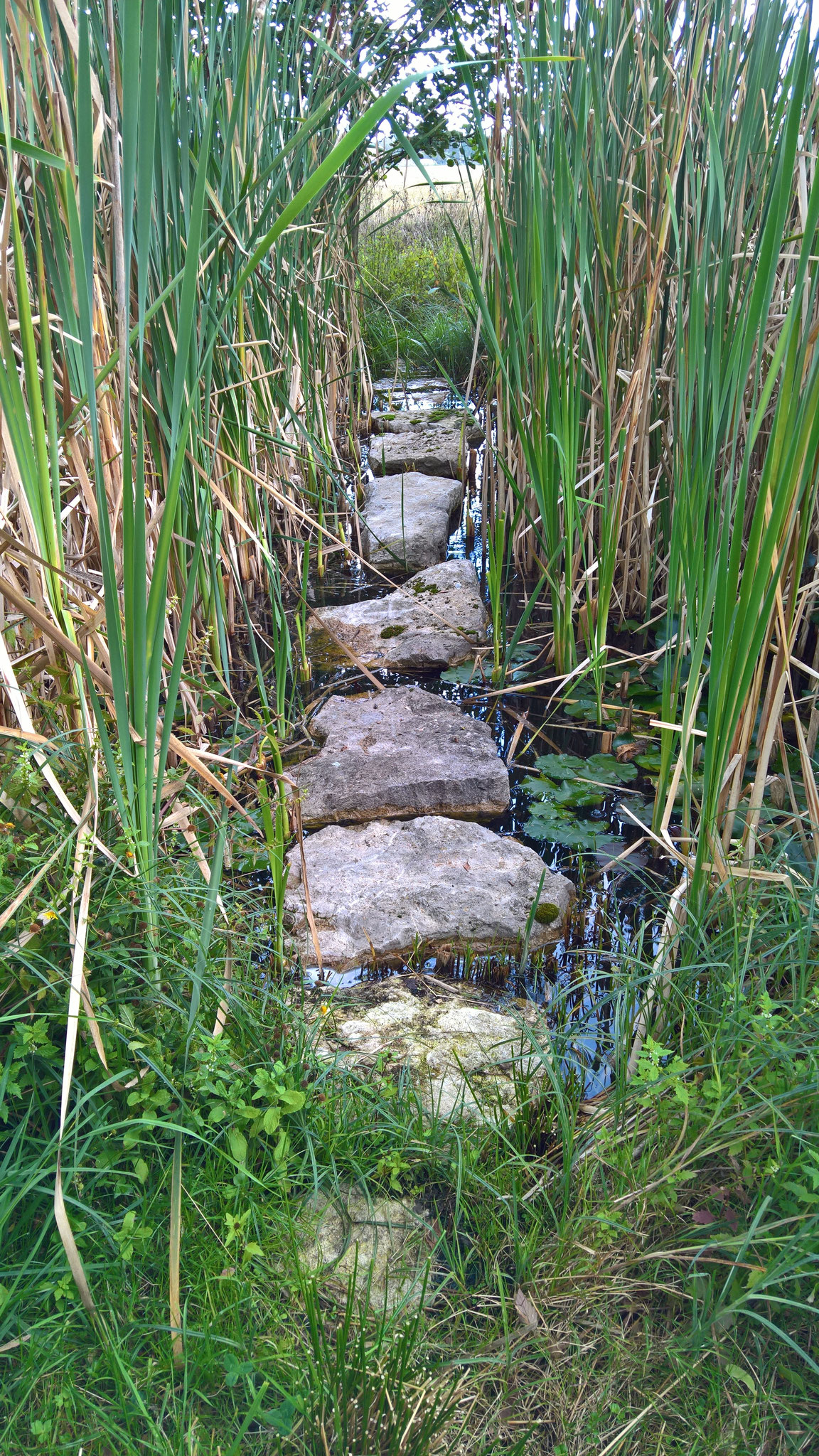 Annette hat den Durchgang über den kleinen Teich freigelegt