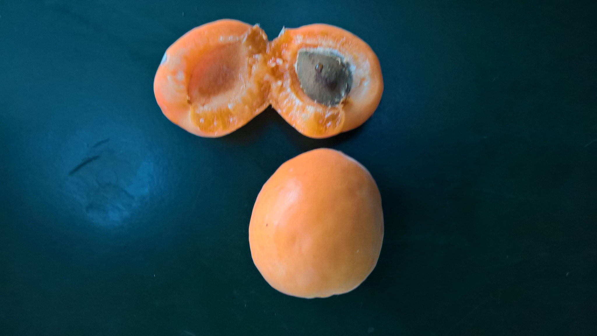 Grosse Ernte vom Aprikosenbaum: 2 edle Früchte, supersüss, supersaftig