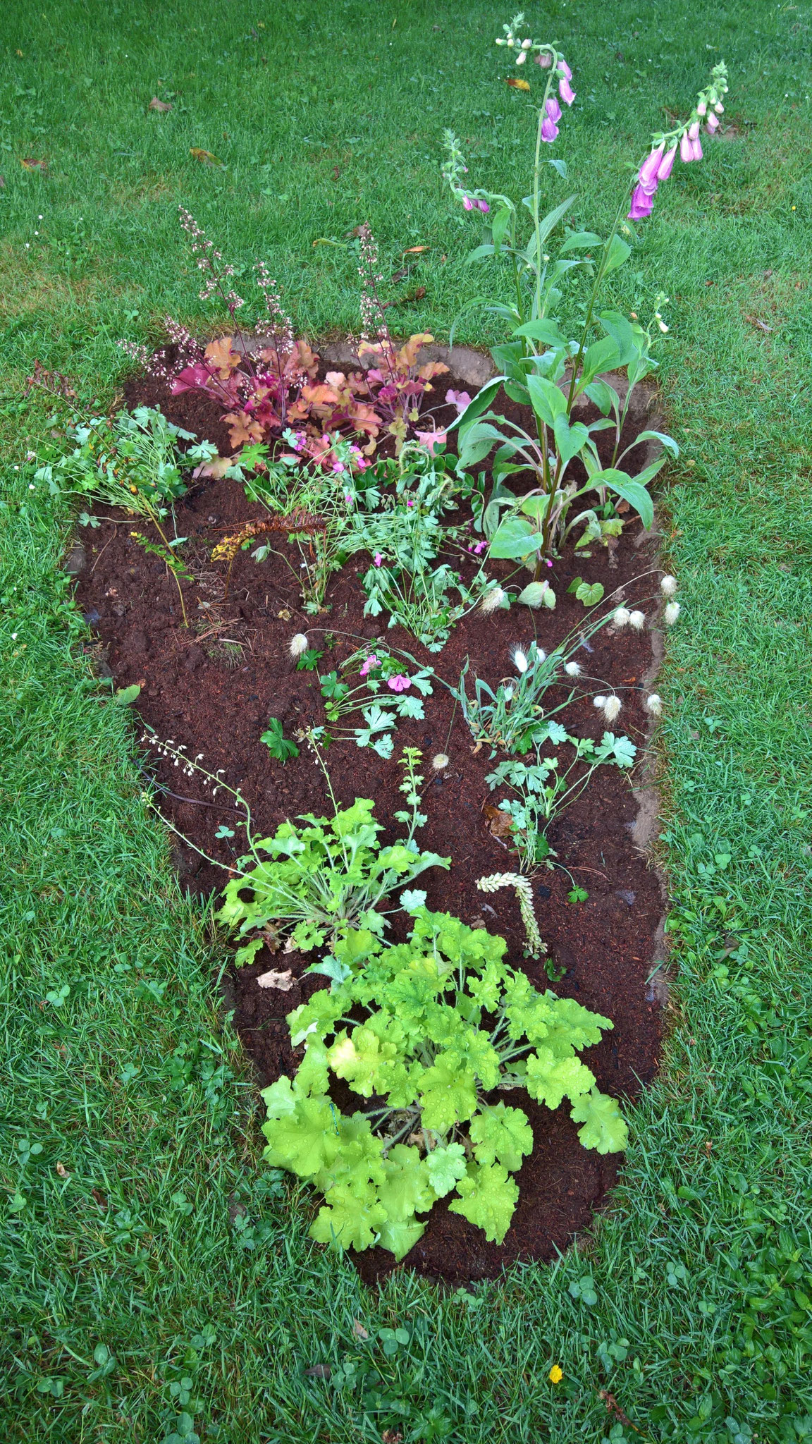 Ein neues Blumenbeet, entstanden mit Pflanzen teilweise aus der Bretagne