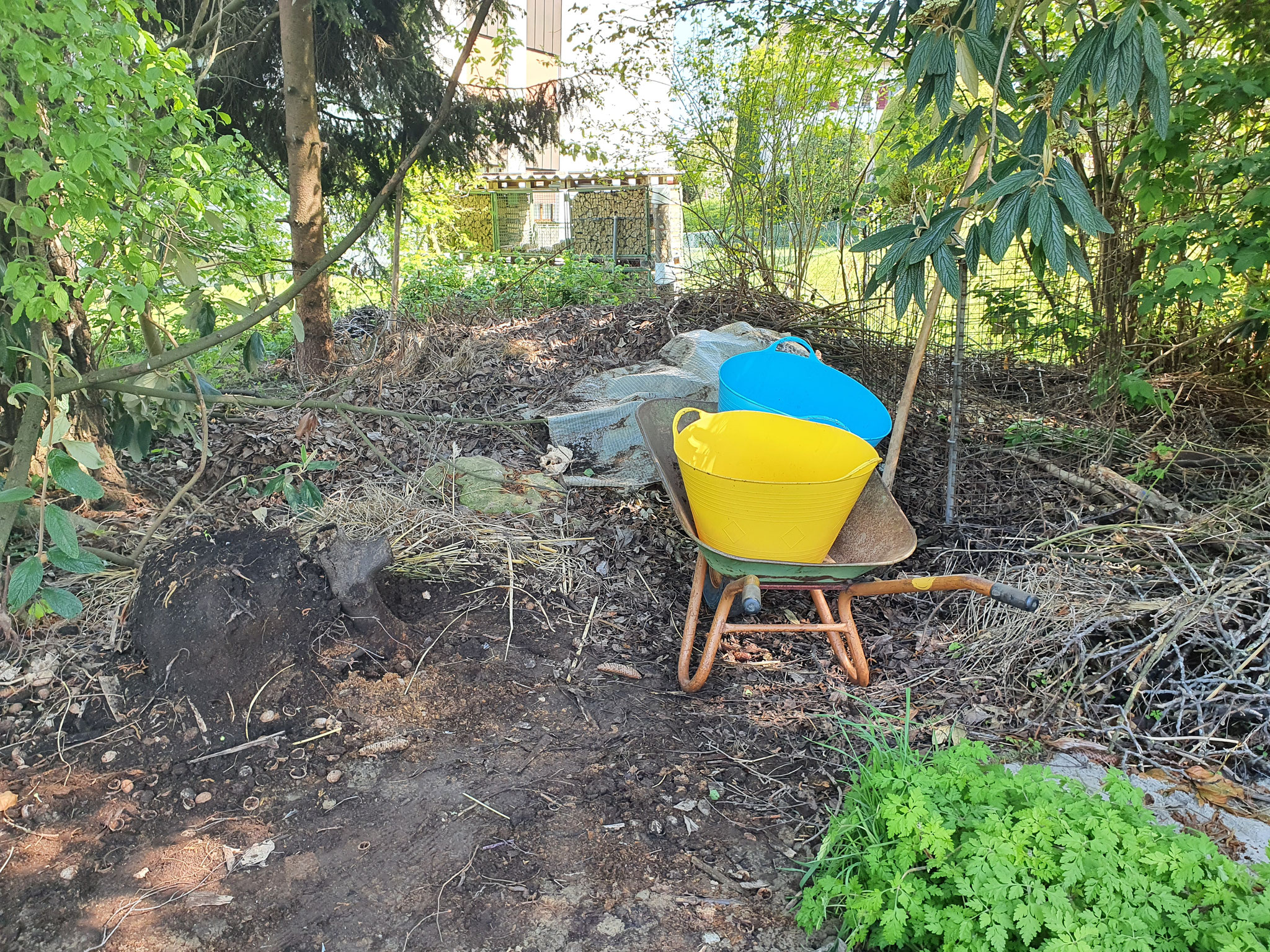 26. April: Der Kompost ist abgebaut und in die Pflanzentröge in der Loggia überführt 