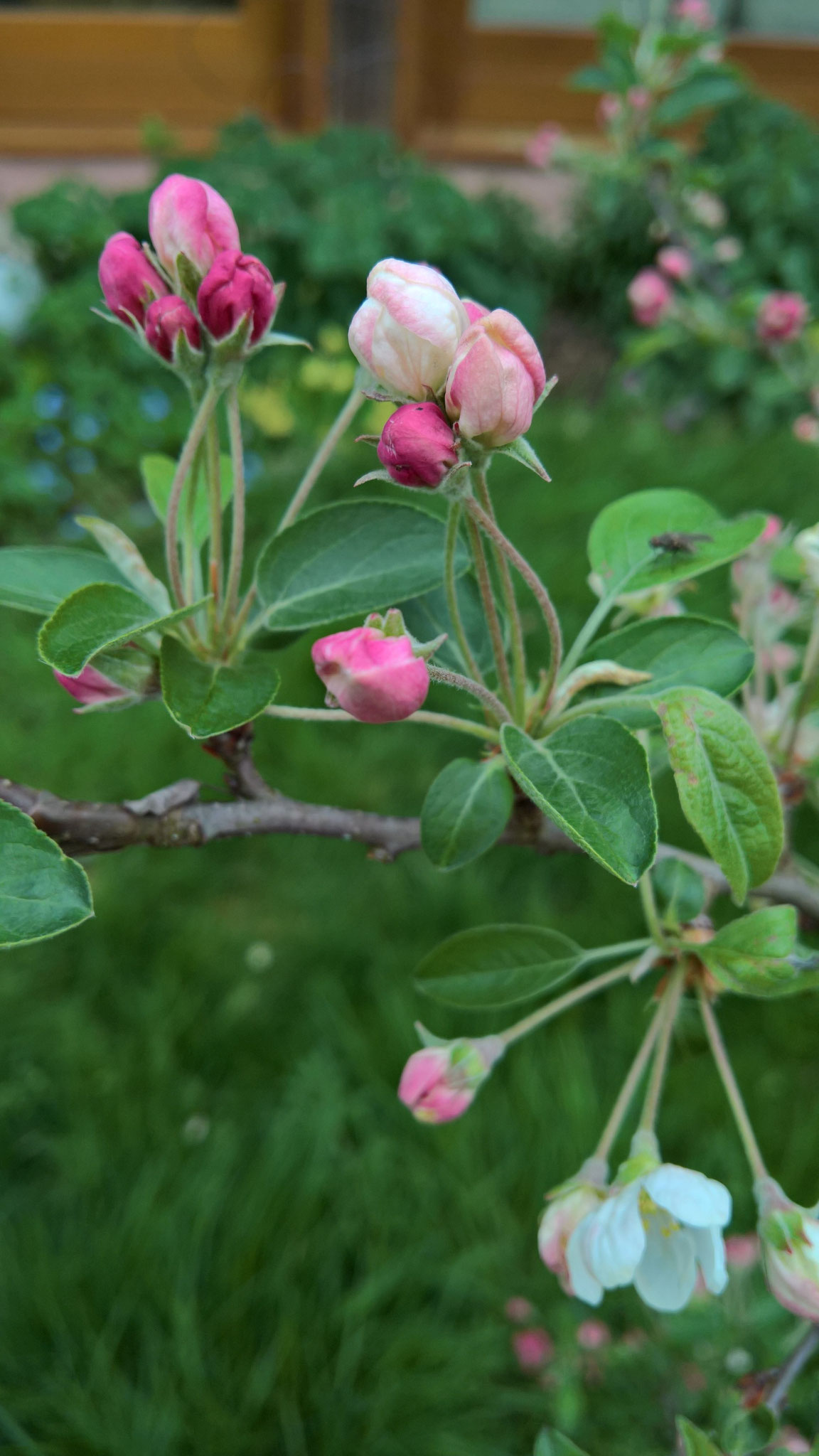 Der Zierapfel ist voller Blütenknospen