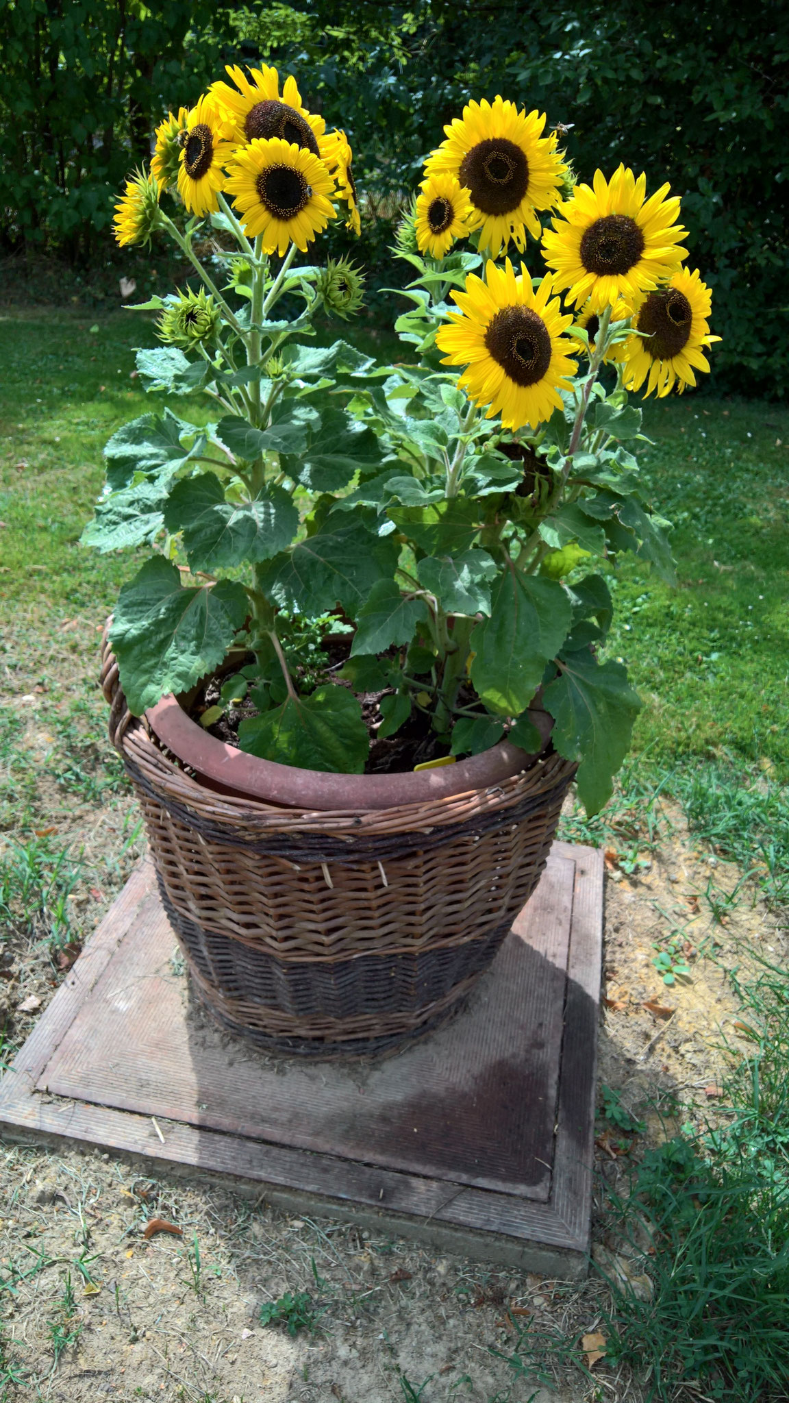 Die kurzbeinigen Sonnenblumen vor dem Haus