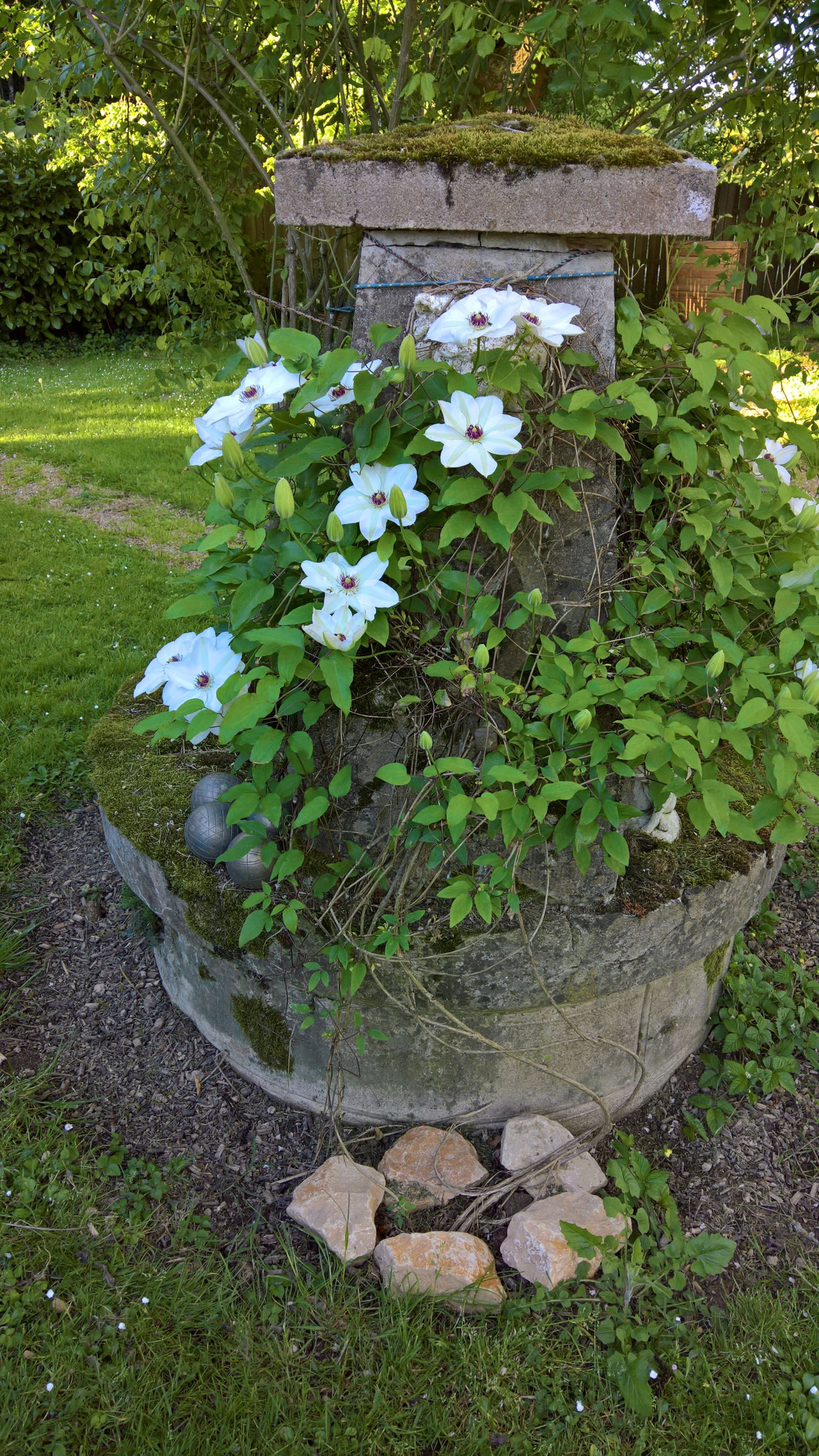 die weisse Clematis am Ziehbrunnen fängt an zu blühen