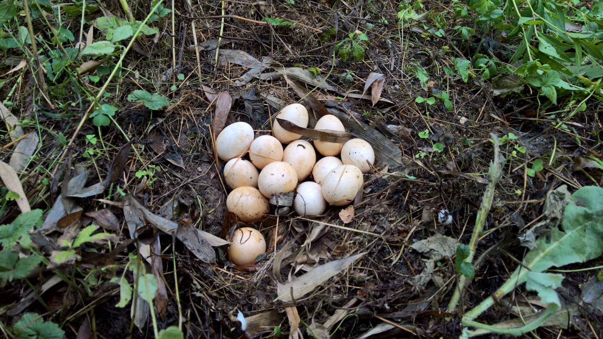 Die Hühner haben stillheimlich in der Permakultur ein Nest angelegt