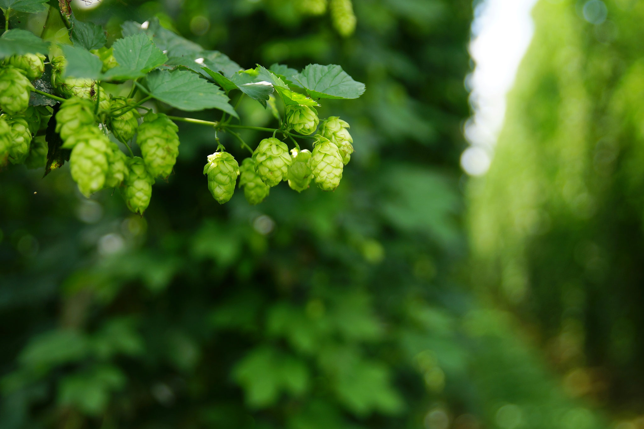  Hopfendolden Bild 3