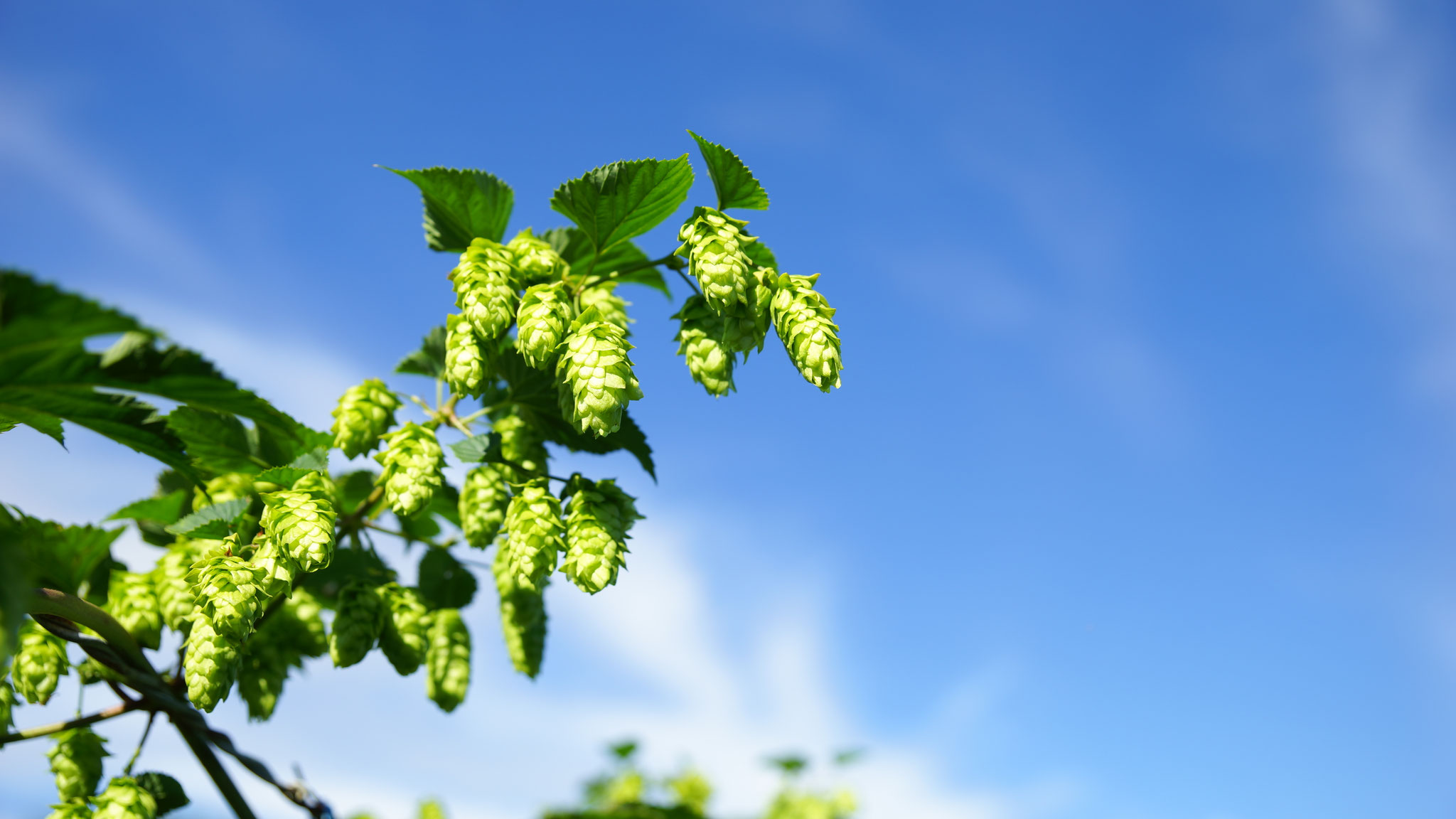 Hopfenhimmel Bild 5
