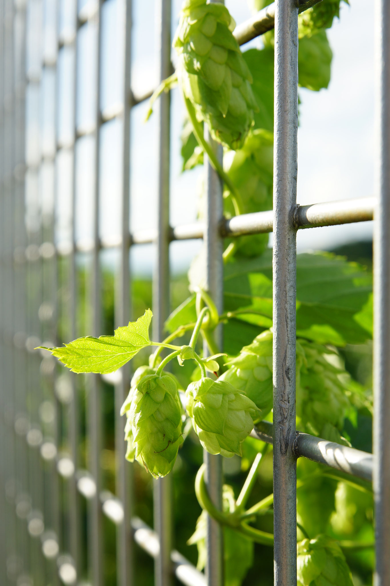 Hopfen am Zaun Bild 2 