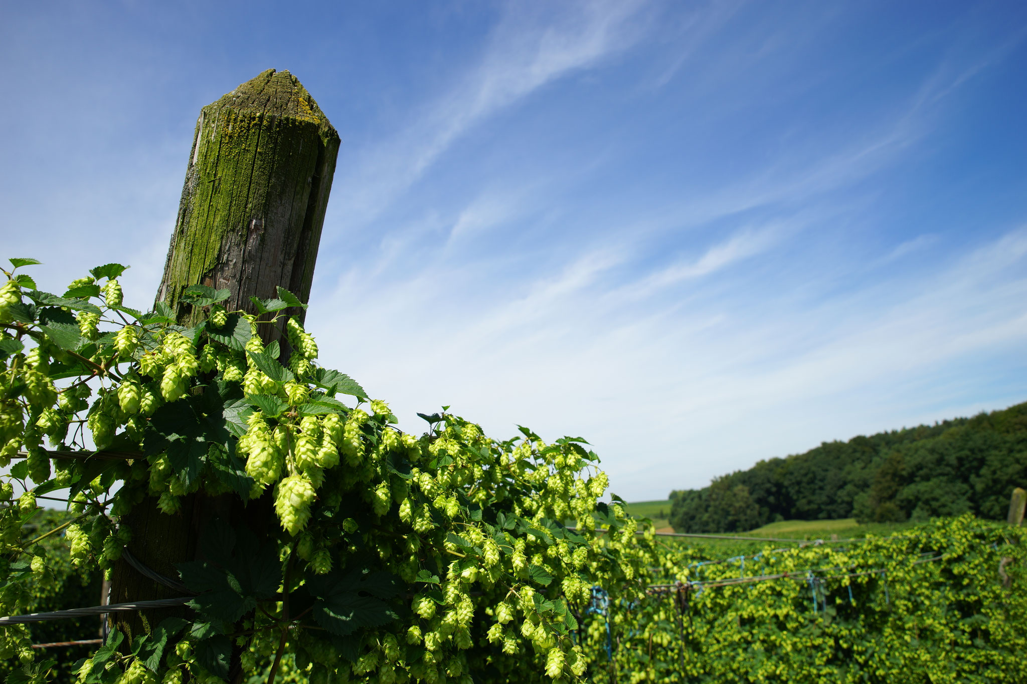 Hopfensäule Bild 9 