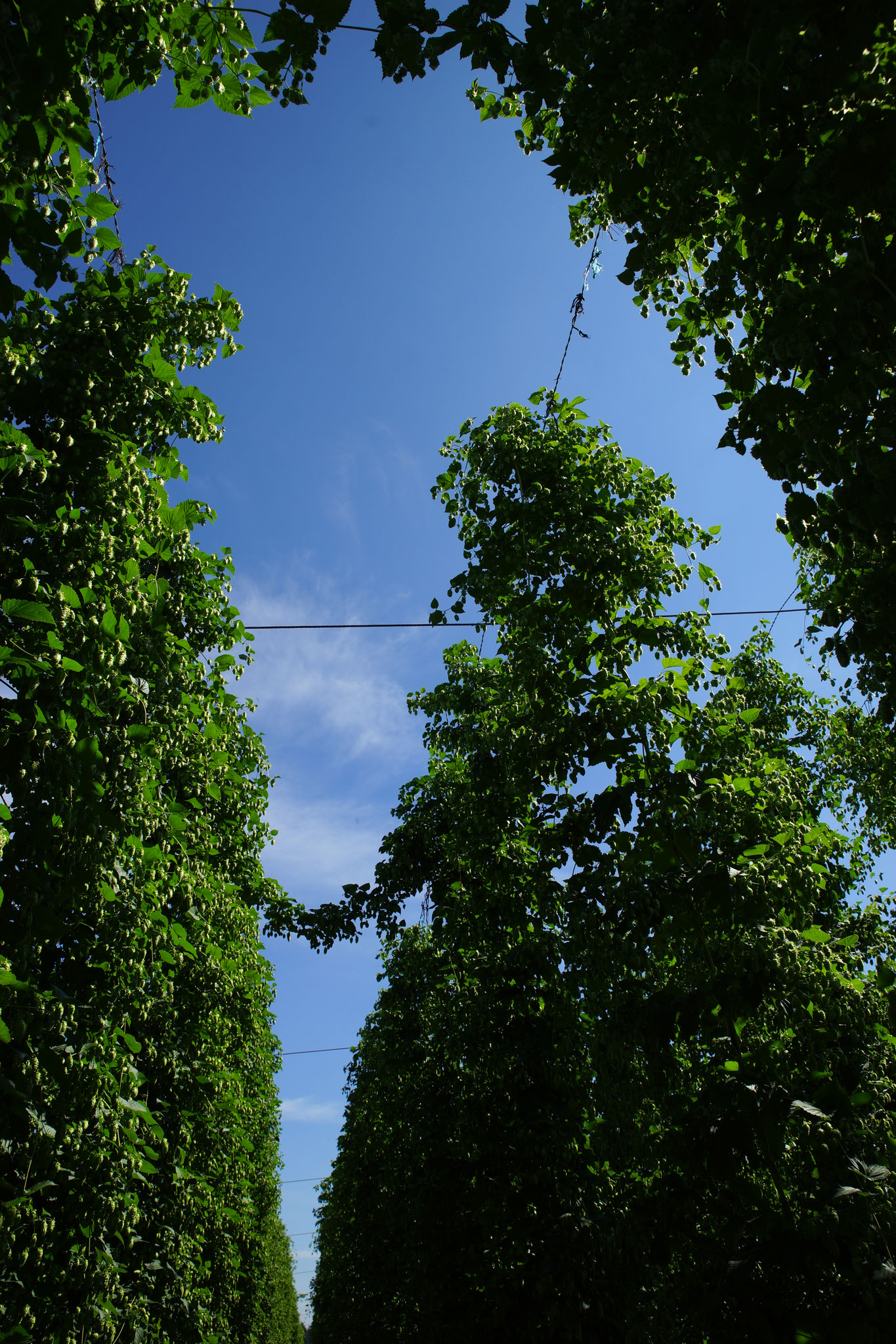 Hopfenfigur Bild 8 