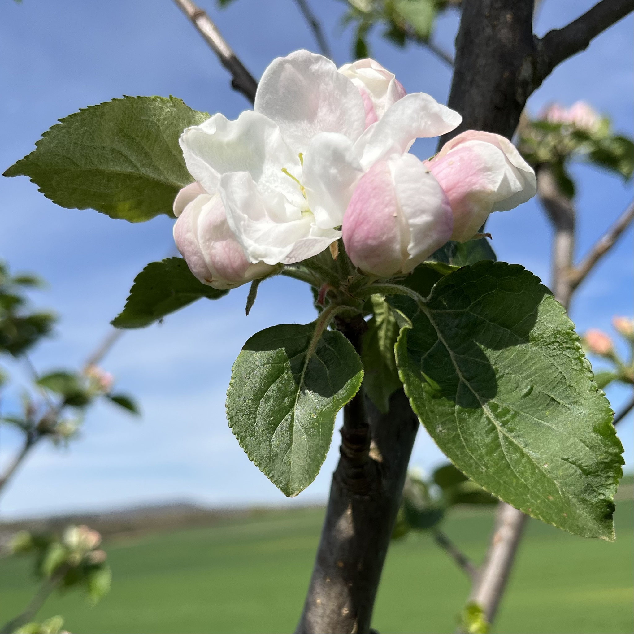Blüte der Apfelsorte Jakob Fischer