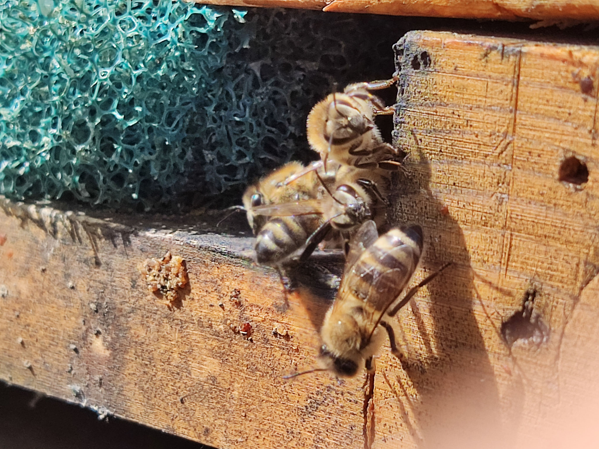 Wächterbienen sitzen Verteidigungsbereit am Eingang zur Beute