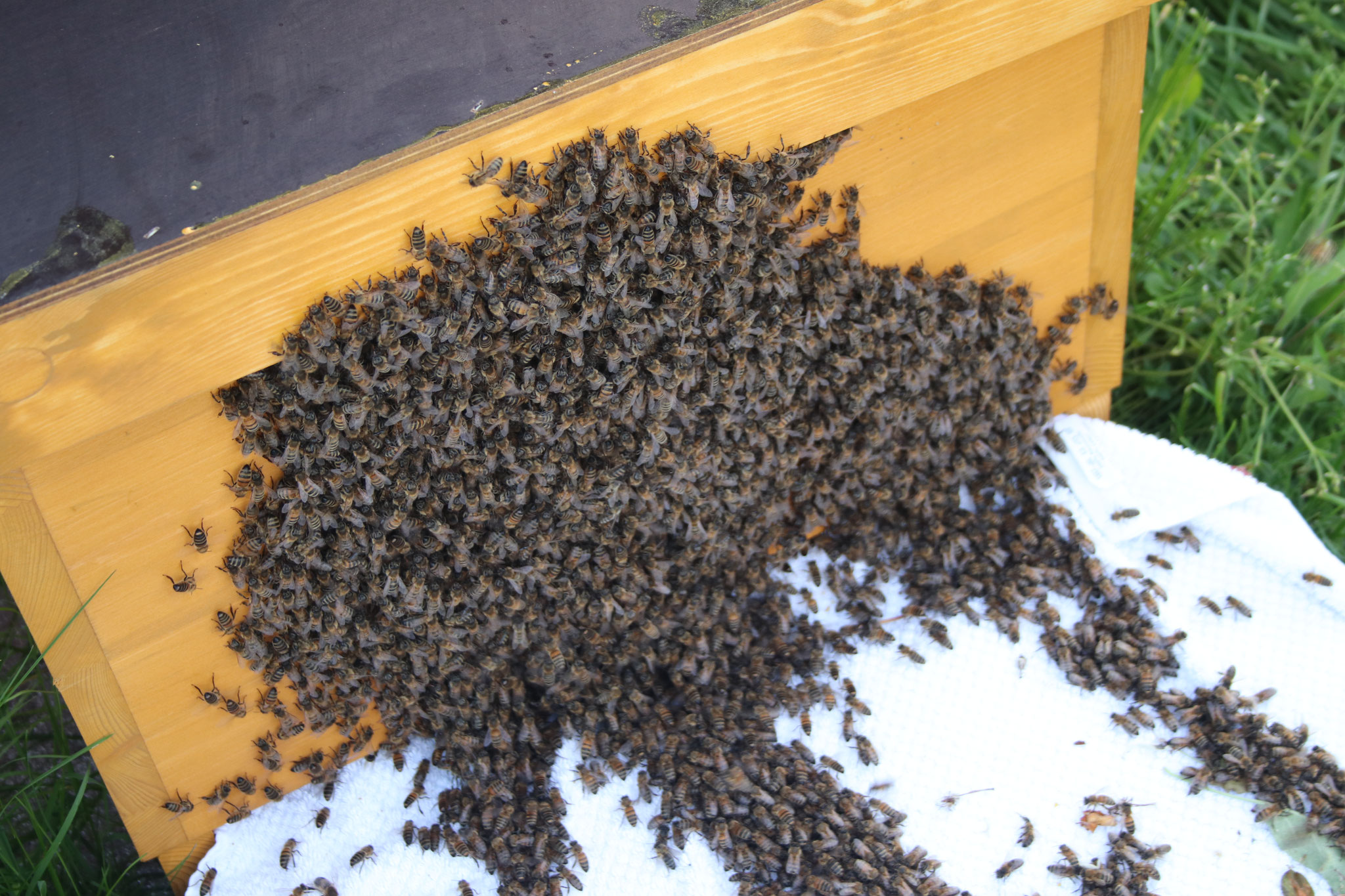 Zuhause angekommen laufen die Bienen in in ihr neues Zuhause ein.