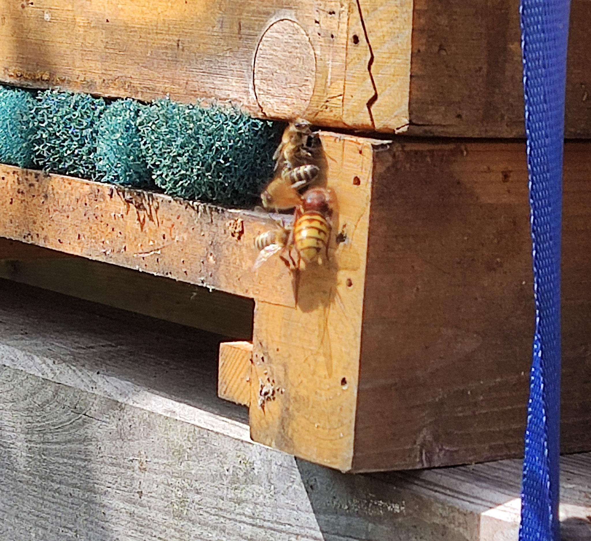 Hornisse versucht sich am Eingang einer Beute eine Biene zu schnappen