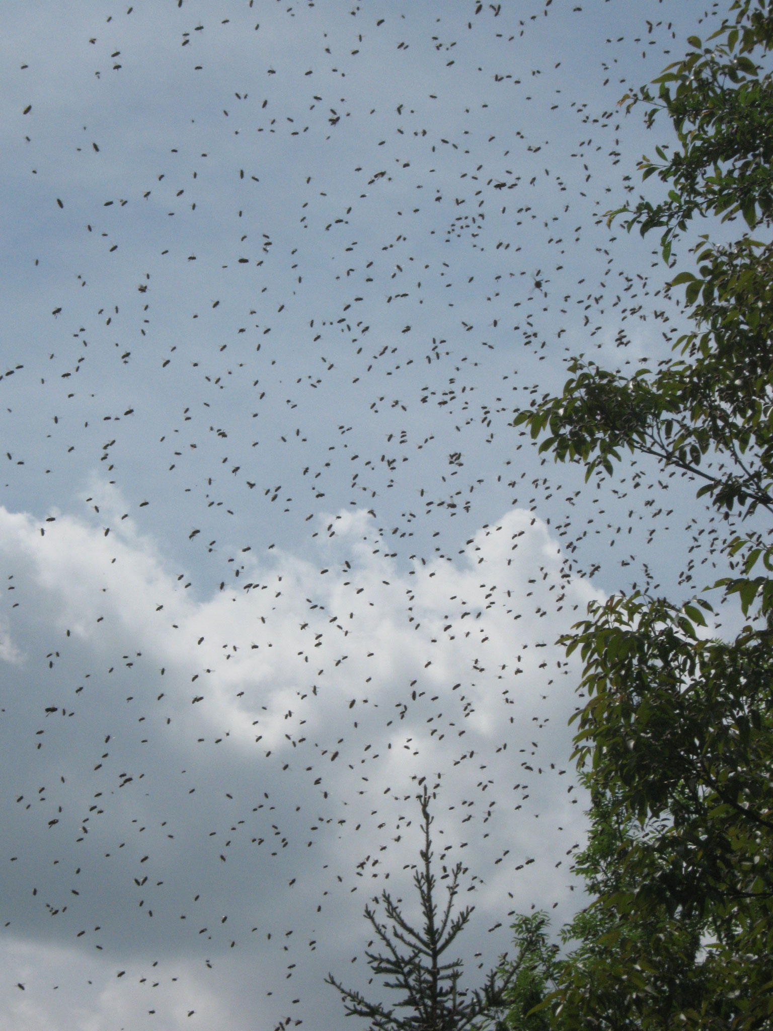 Der Himmel ist voller Bienen bevor sich ein Schwarm zu einer Traube vereinigt