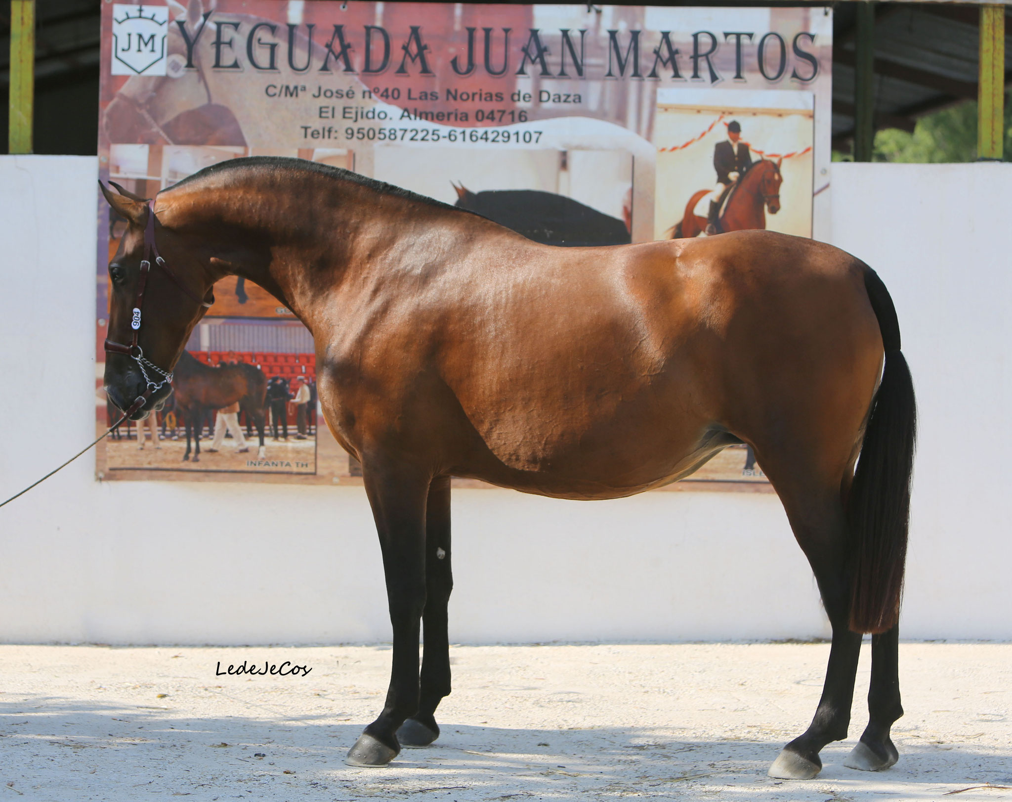 Caballo007 Gana Y Cobraterms Of Use