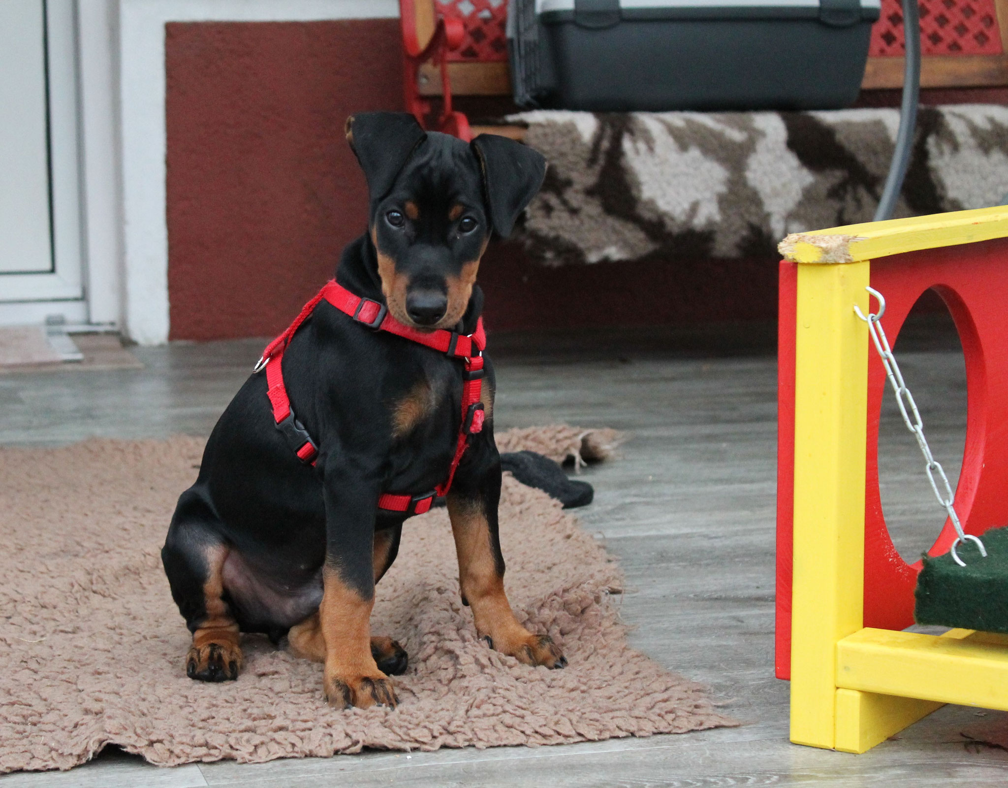 Deutsche Pinscher zum Abgeben Zwergpinscher und Deutsche Pinscher vom