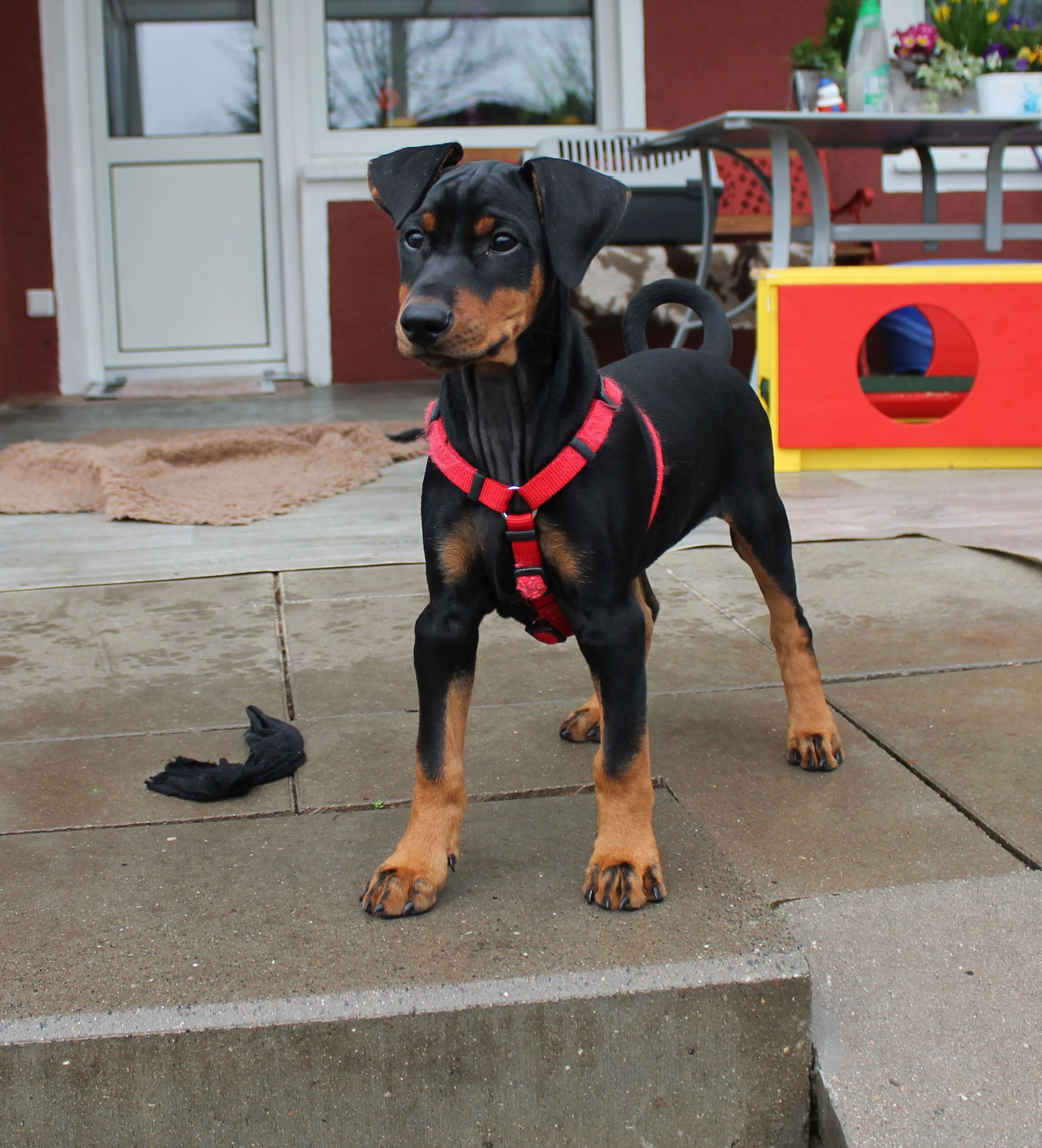 Deutsche Pinscher zum Abgeben Zwergpinscher und Deutsche Pinscher vom