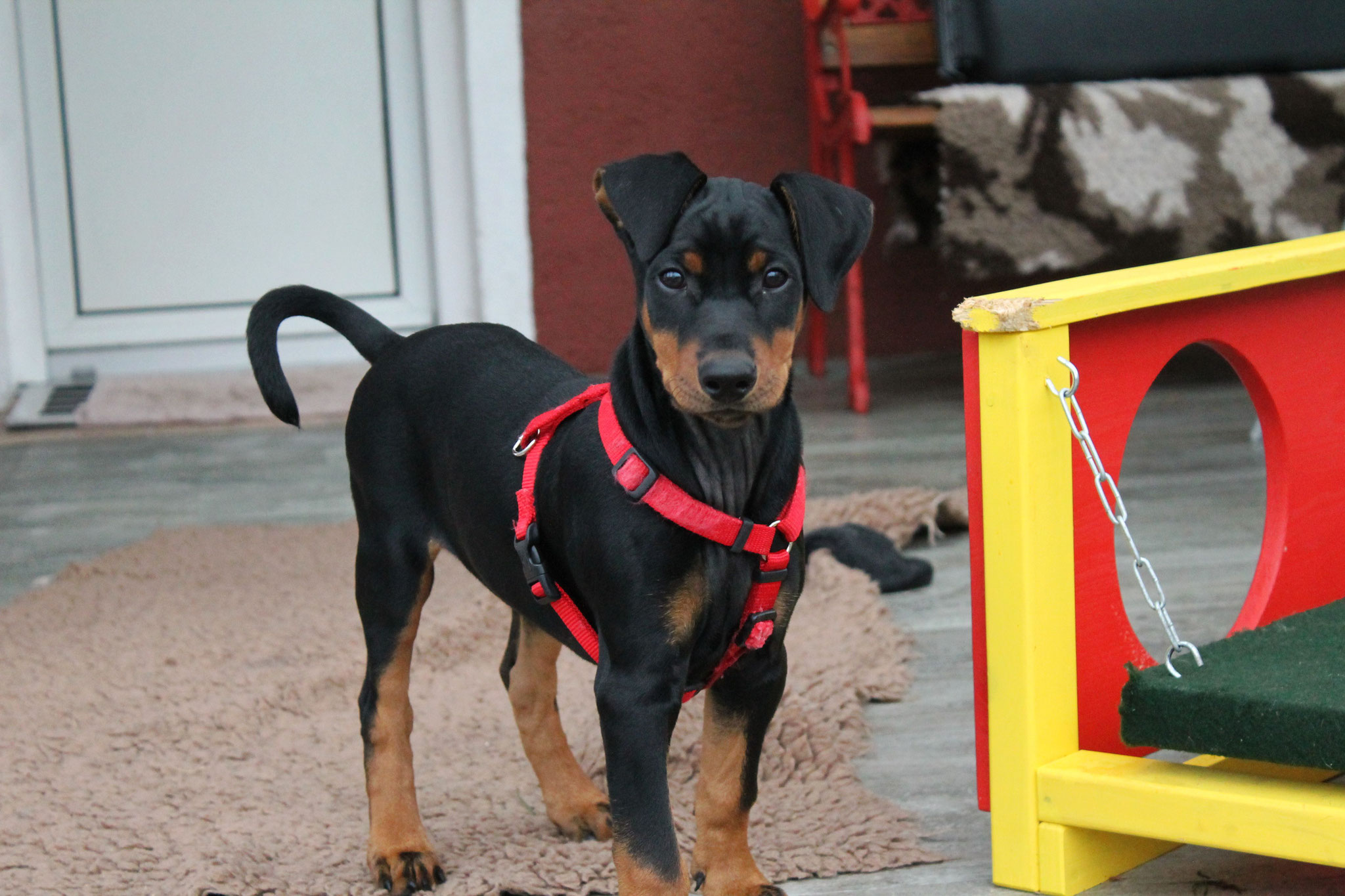 Deutsche Pinscher zum Abgeben Zwergpinscher und Deutsche Pinscher vom