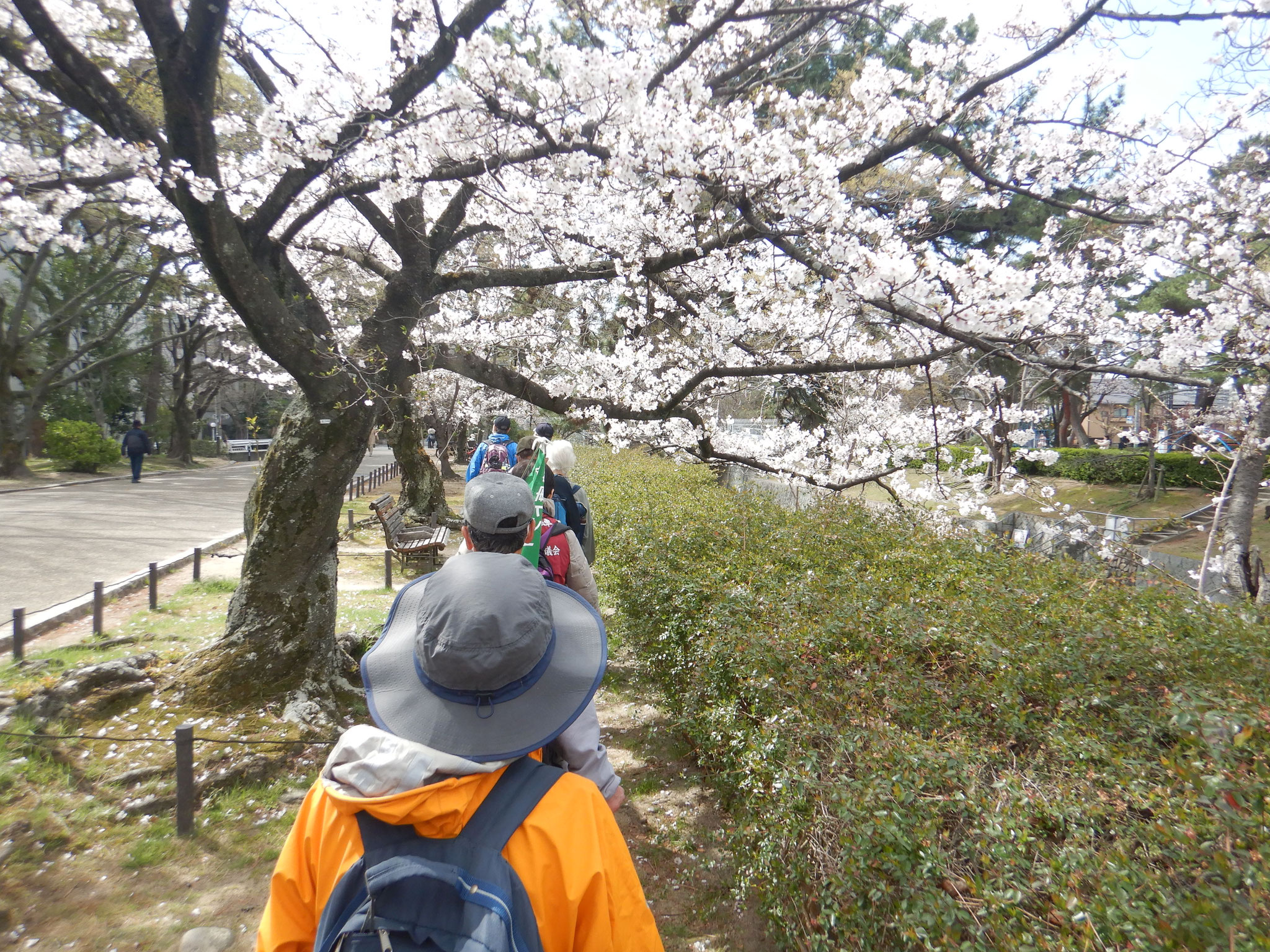 2025年4月3日　ヘルシーウォーキング　桜見(夙川オアシスロード)