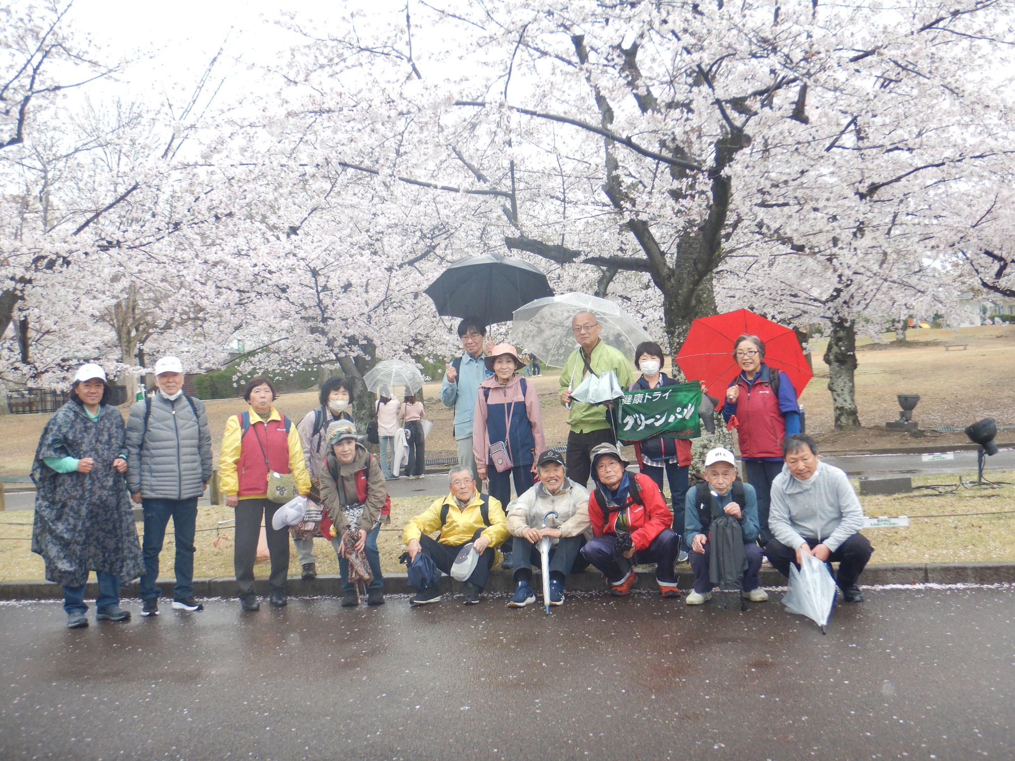2026年4月1日第41回ヘルシーウォーキング　万博記念公園を散策(桜満開)