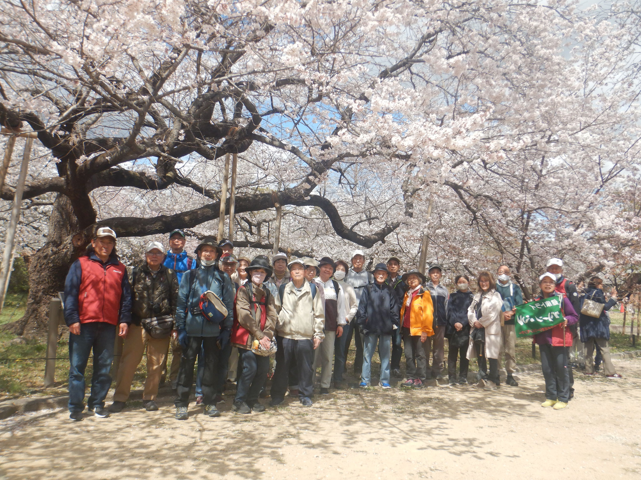 2025年4月3日　ヘルシーウォーキング　桜見(越水浄水場)
