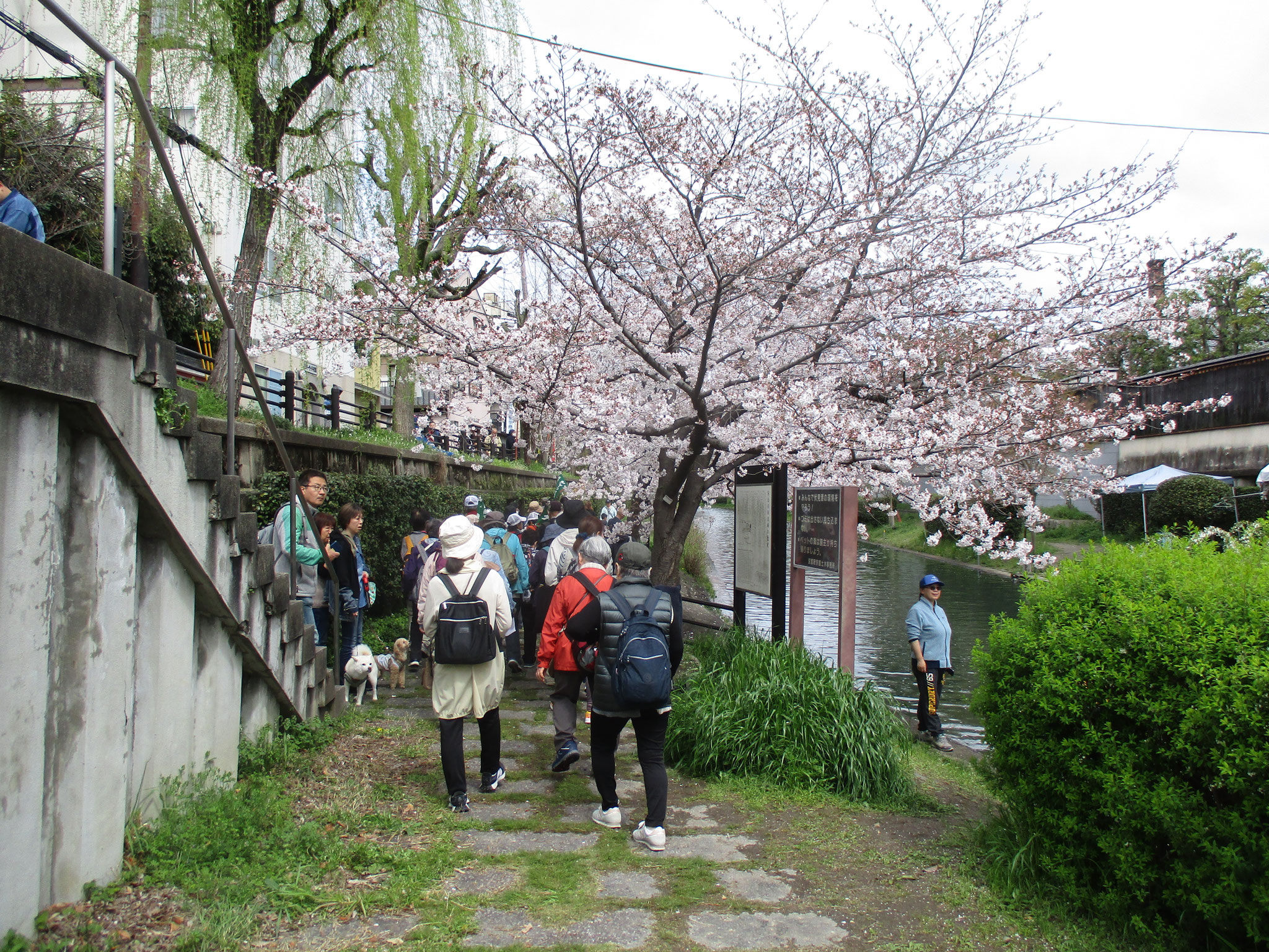 2024年4月4日　ヘルシーウォーキング(京都伏見)