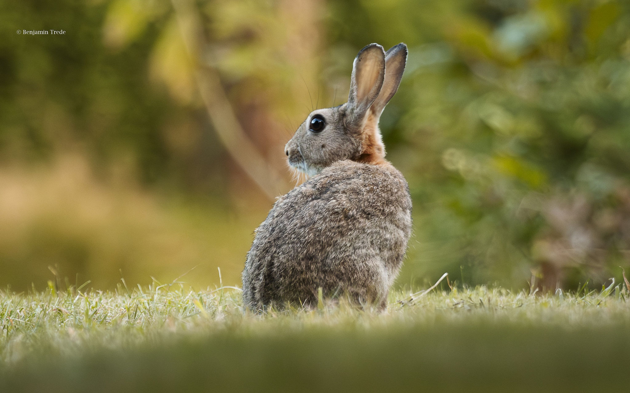 Wildkaninchen auf dem Friedhof Diebsteich - Foto: Benjamin Trede
