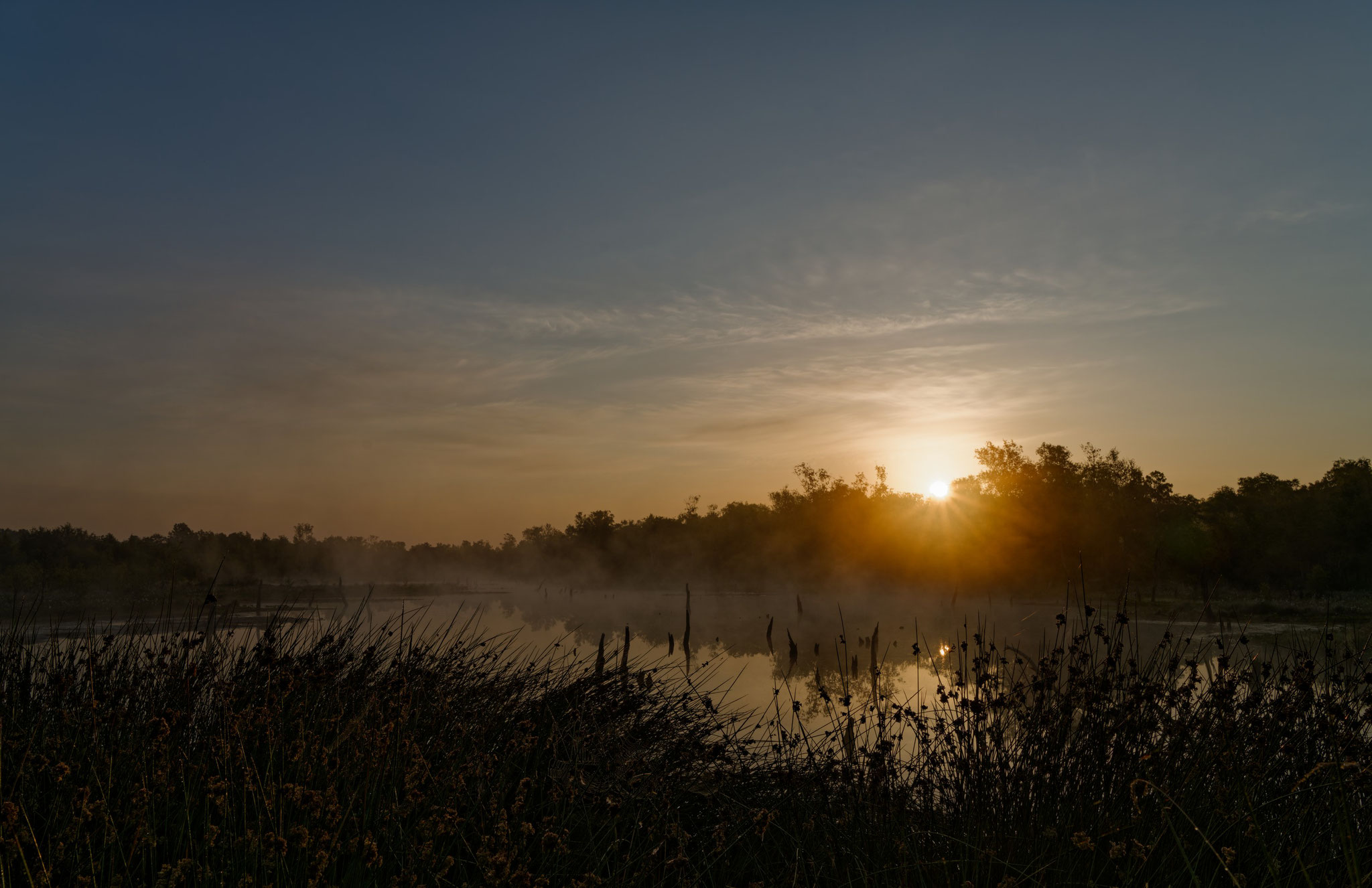 Nebelmorgen im Wittmoor - Foto: Riccardo Zschau
