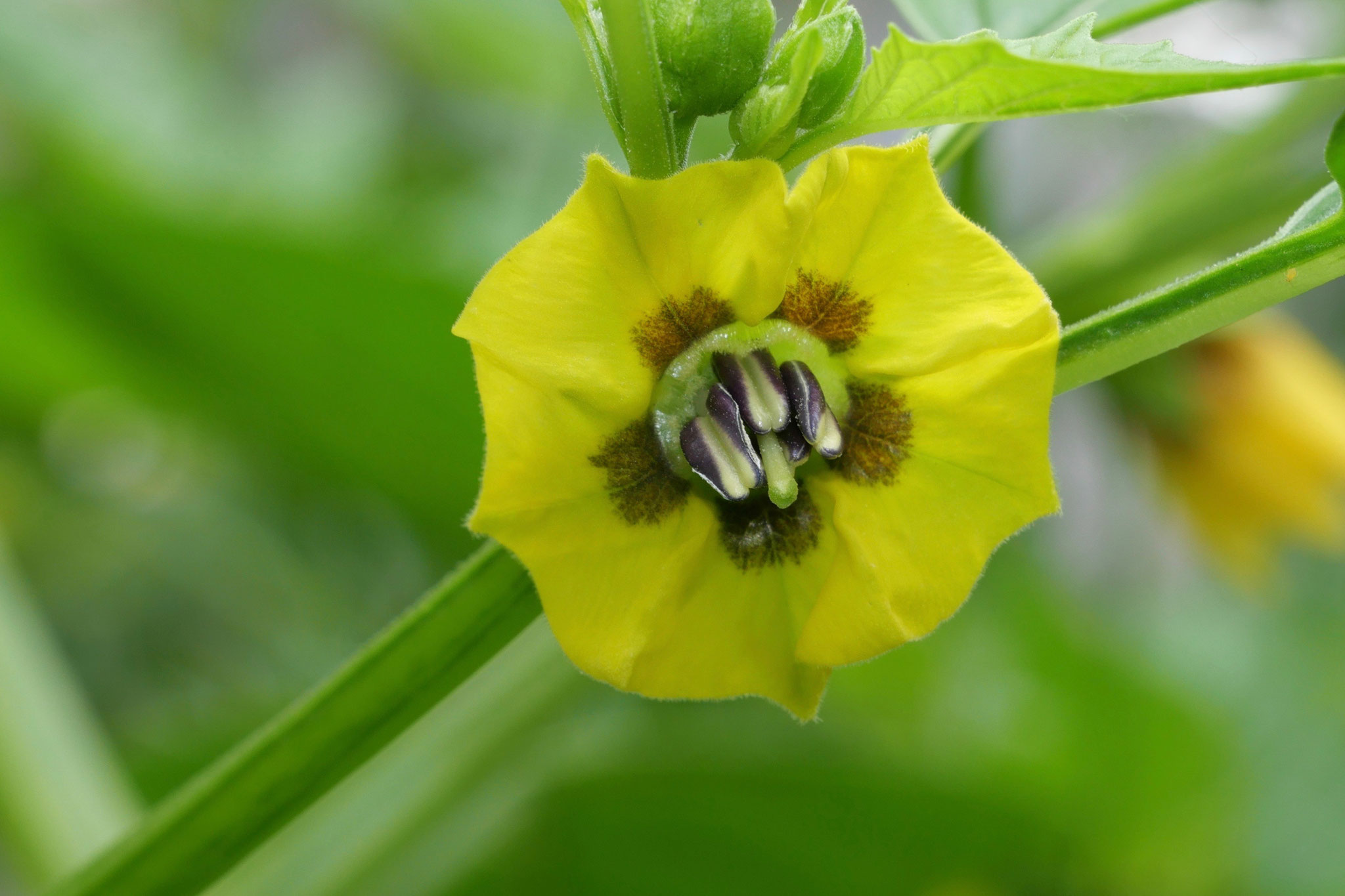 18 Zucchini - Foto: Michael Wohl-Iffland