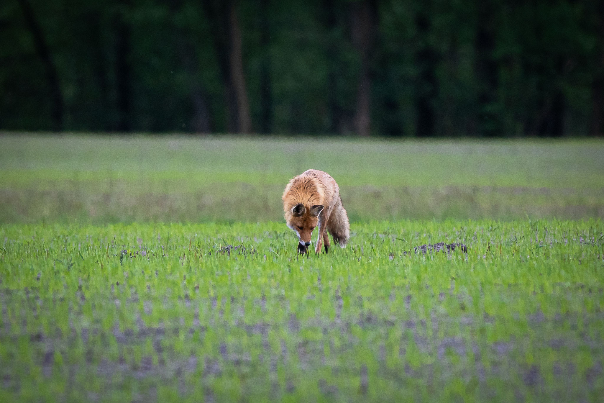 Fuchs im Duvenstedter Brook - Foto: Benni Trede