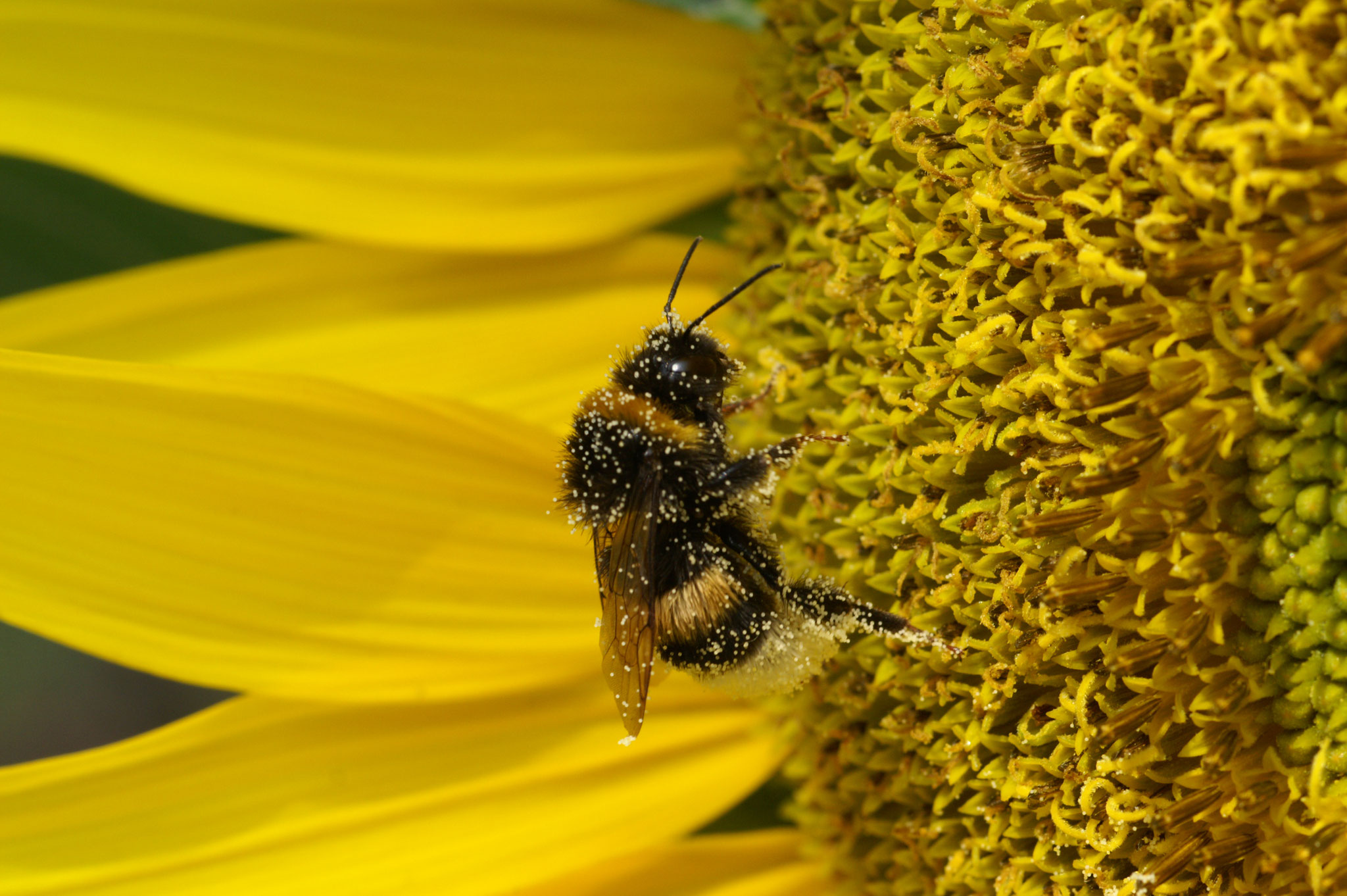 39 Biene auf Sonnenblume - Foto: Hans Dieckmeyer