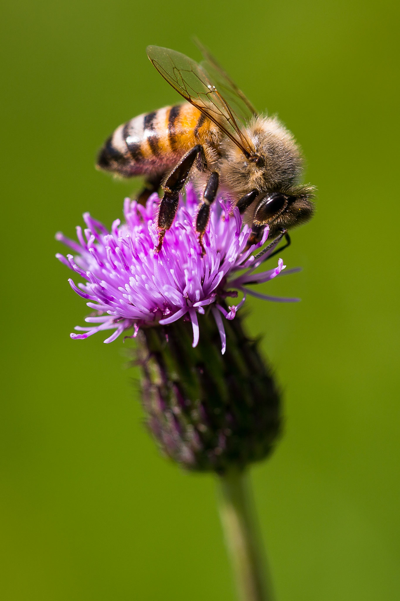 44 Honigbiene auf Kratzdistel - Foto: Holger Tobuschat