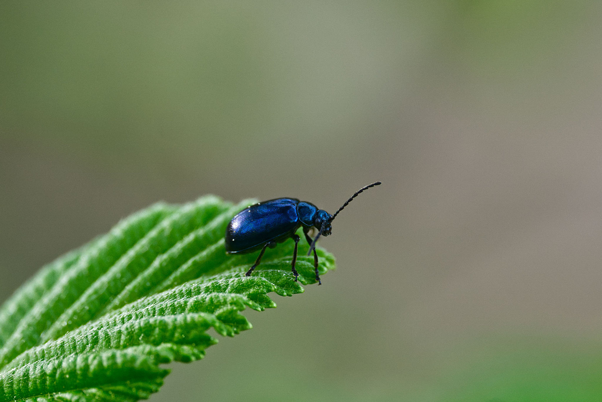 Blauer Erlenblattkäfer - Foto: Gerd Jürgen Hanebeck