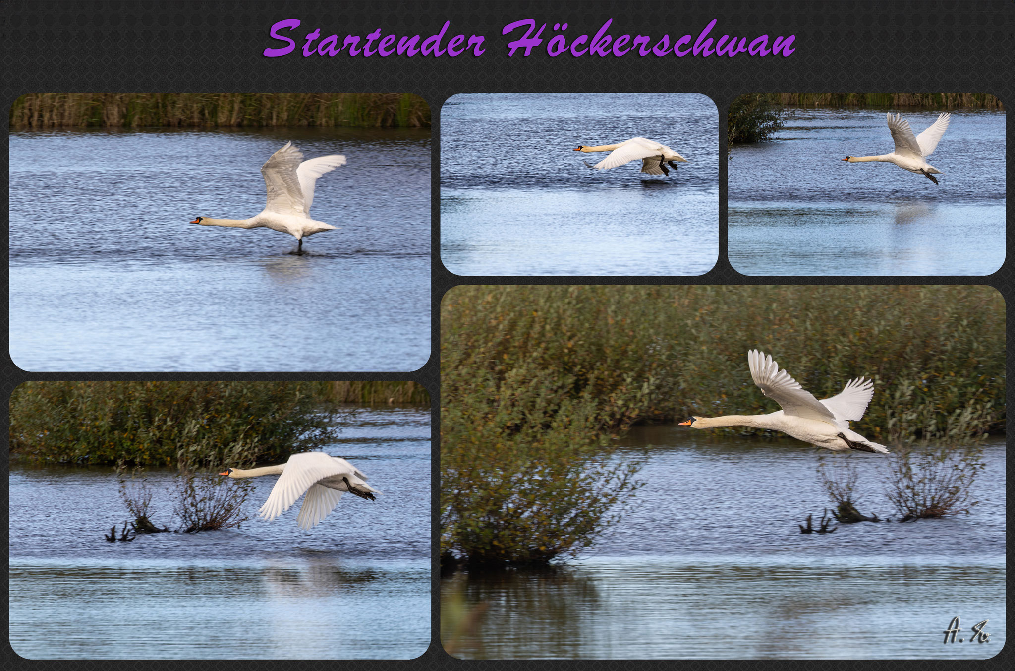 Startender Höckerschwan - Foto: Adolf Dobslaff