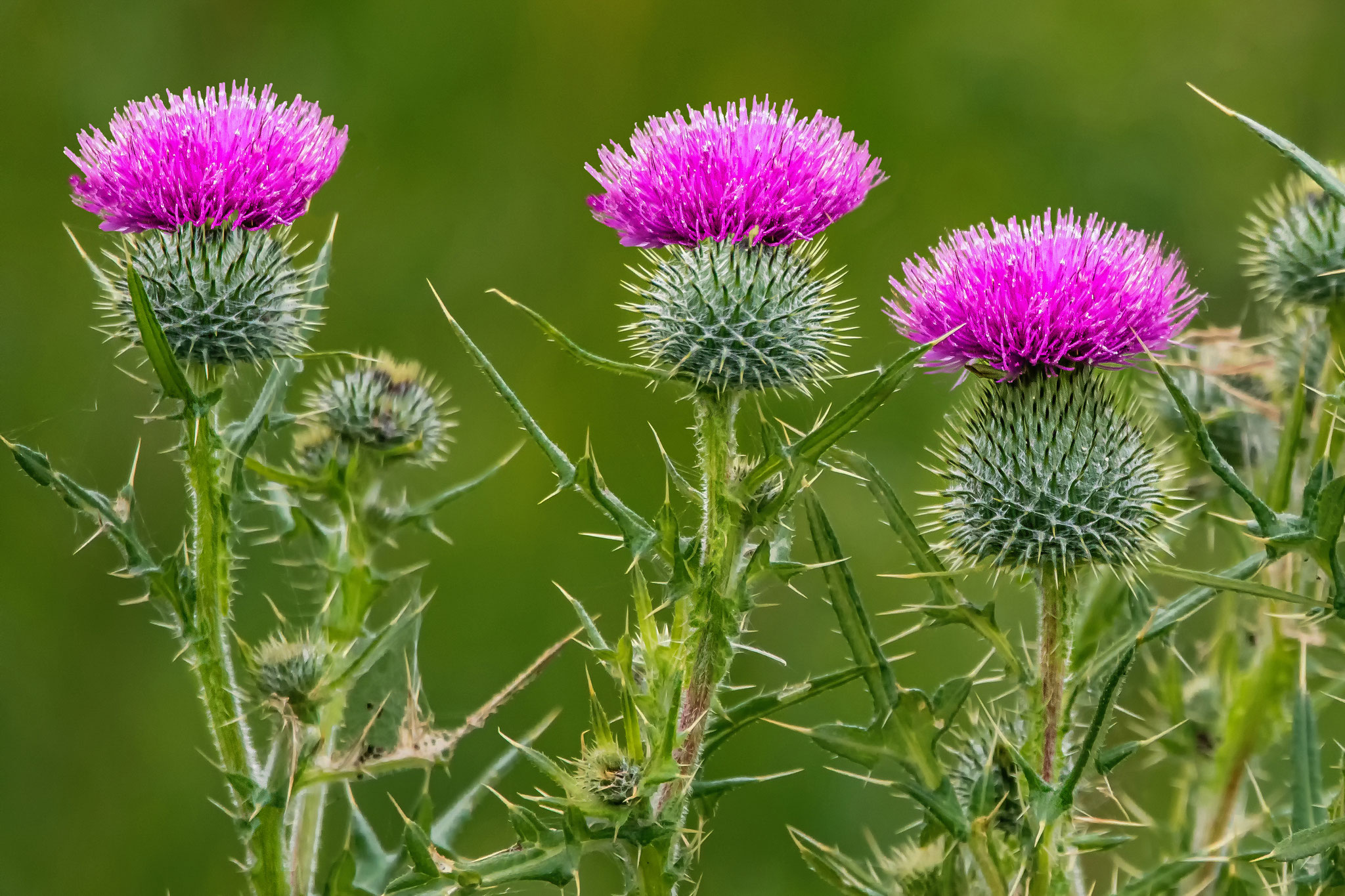 27 Gemeine Kratzdistel - Foto: Adolf Dobslaff