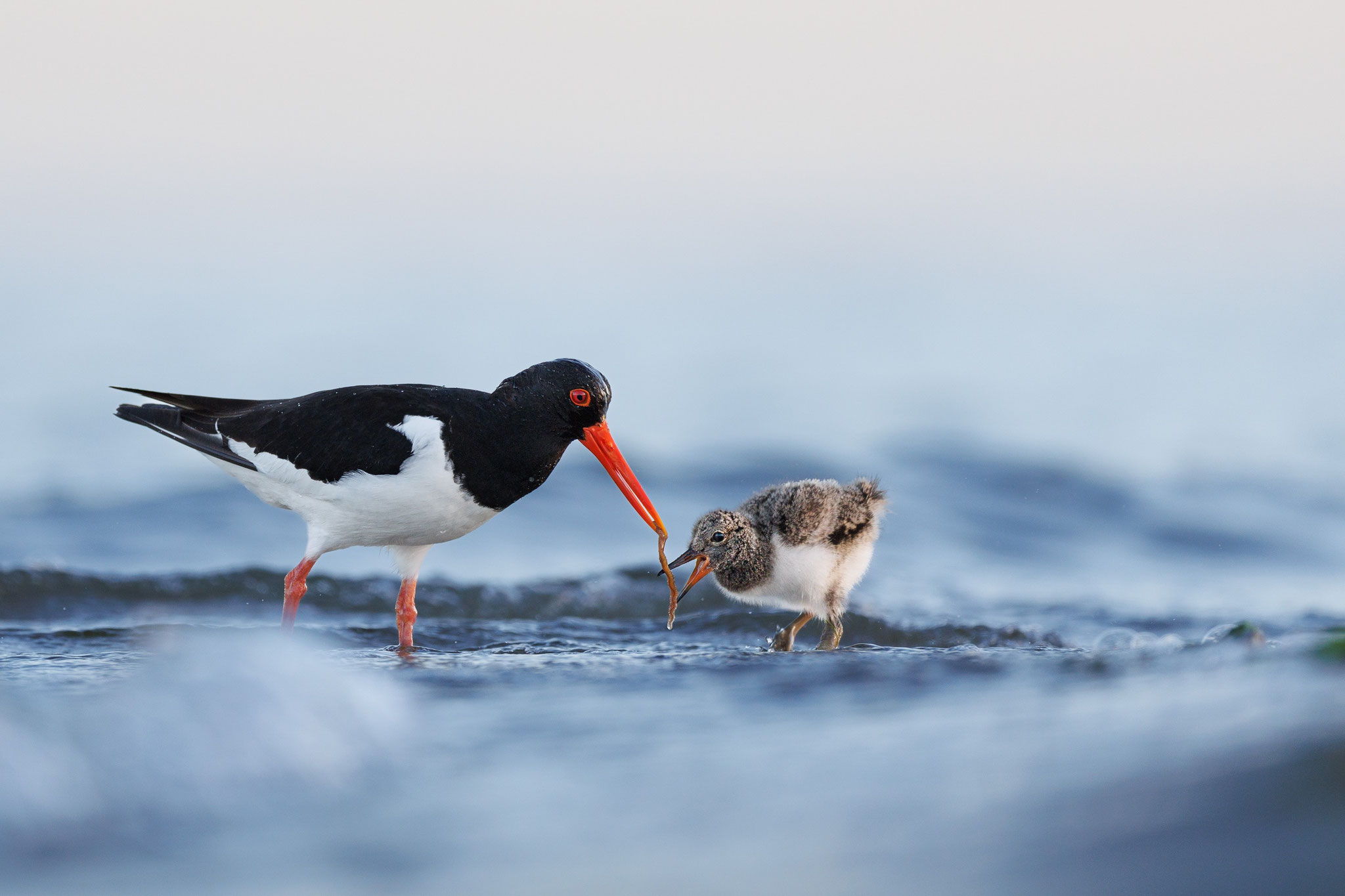 All you can eat - Ort: Ostsee - Foto: Willi Wingelsdorf