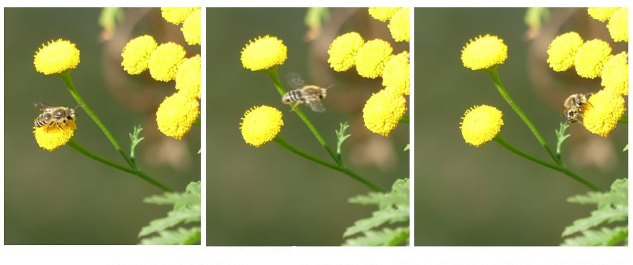 Rainfarn-Seidenbiene - Foto: Gesine Schwerdtfeger